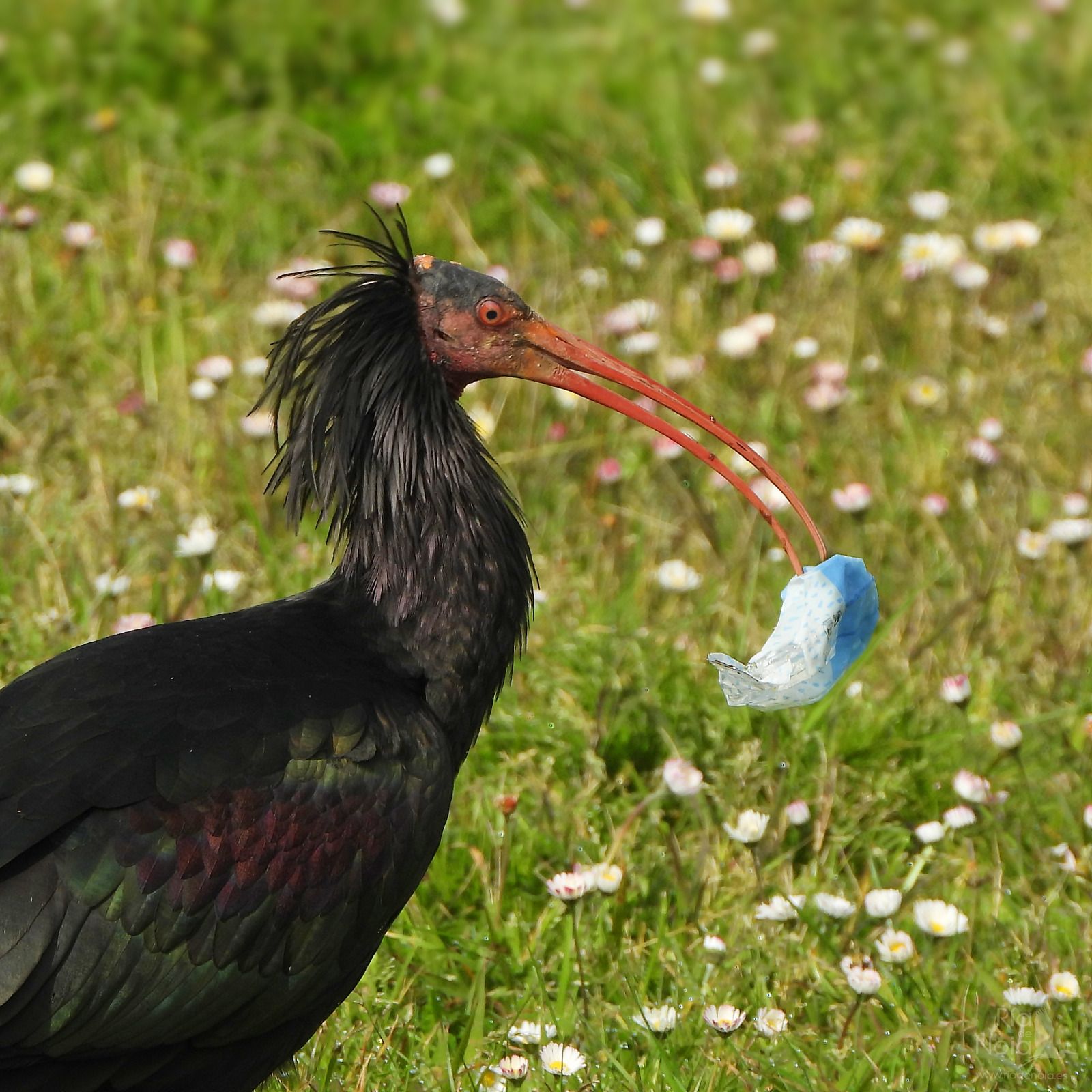 Cañaílla, el ibis eremita instalado en Noia sostiene un envoltorio en su pico