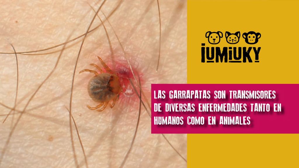 P311 - Garrapatas, tos e hipo recurrente Iumiuky Temporada 3 Programa 311