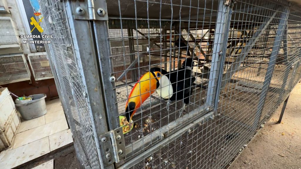 Descubren más de 500 aves exóticas protegidas en una casa de Estella del Marqués, Cádiz: había 70 muertas ocultas