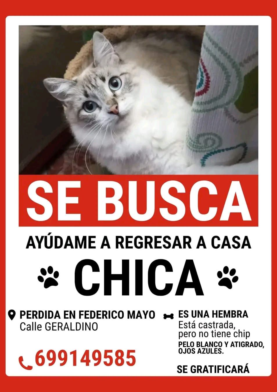 Chica es una gata siamesa siberiana que no lleva microchip