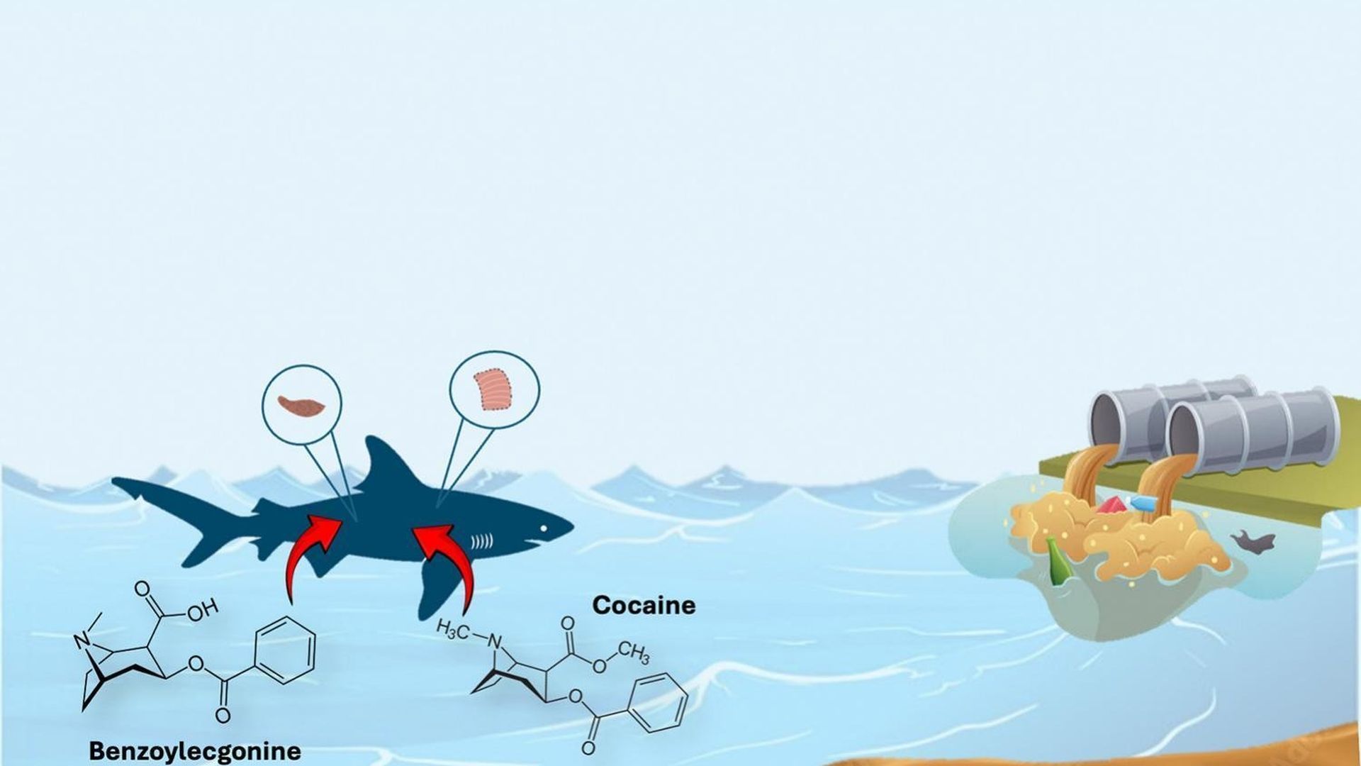 Infografía del estudio realizado