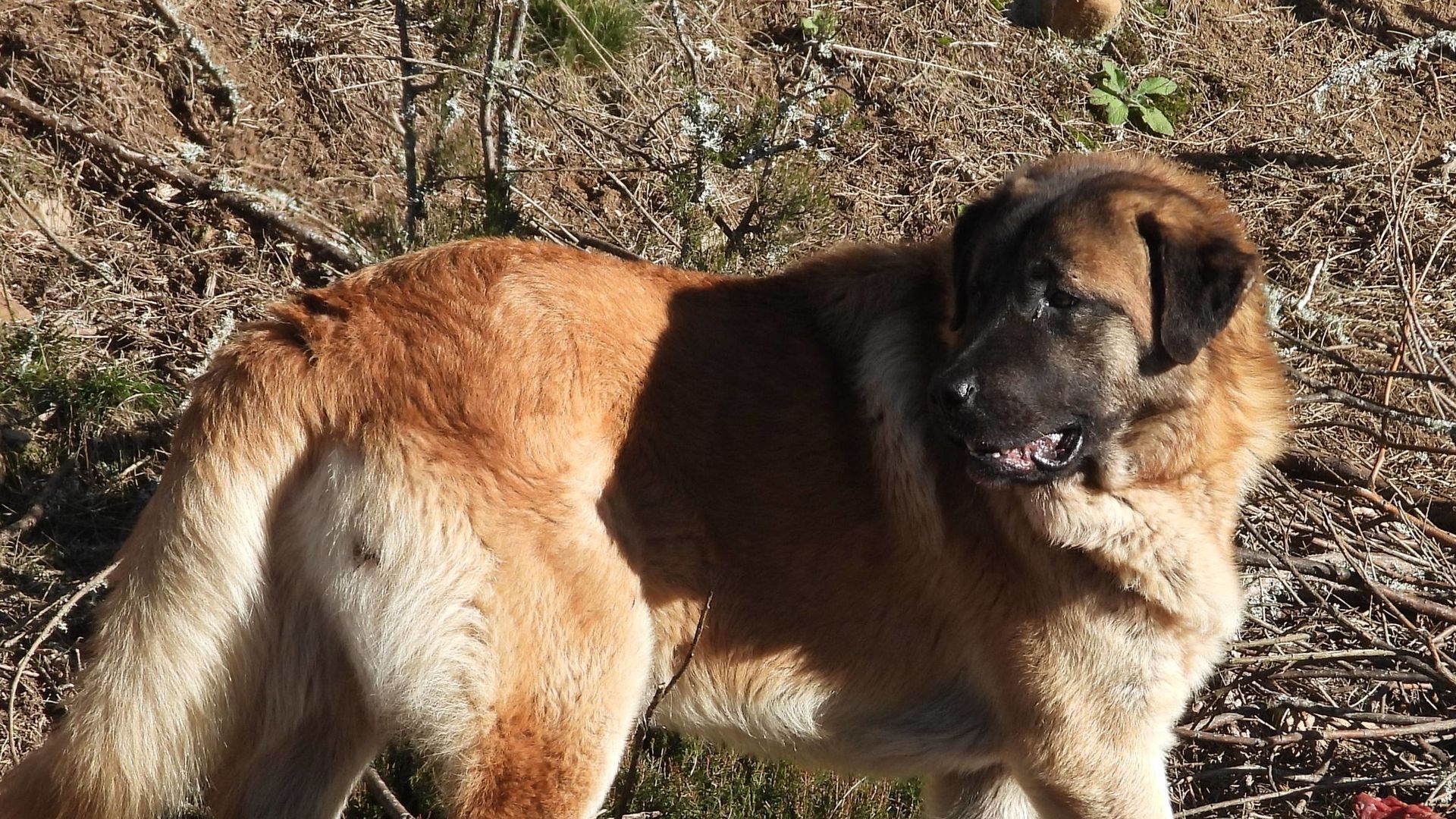 Ataque de un mastín a una madre y su hija menor en Guipúzcoa: tuvieron que darle puntos se sutura en la pierna