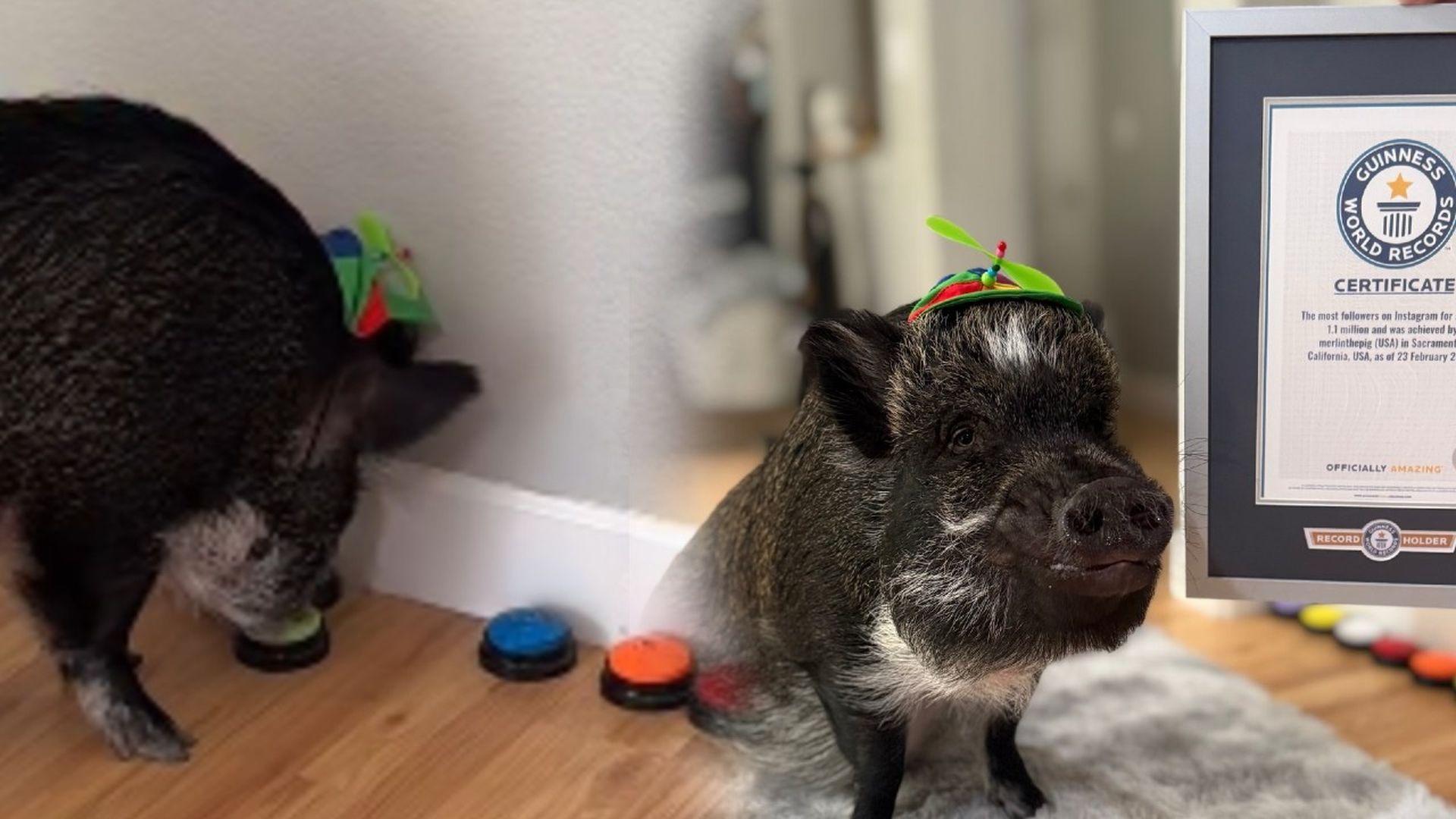 Merlín, el cerdo que bate el récord Guinness y acumula millones de seguidores en Instagram: esta es su forma de comunicarse