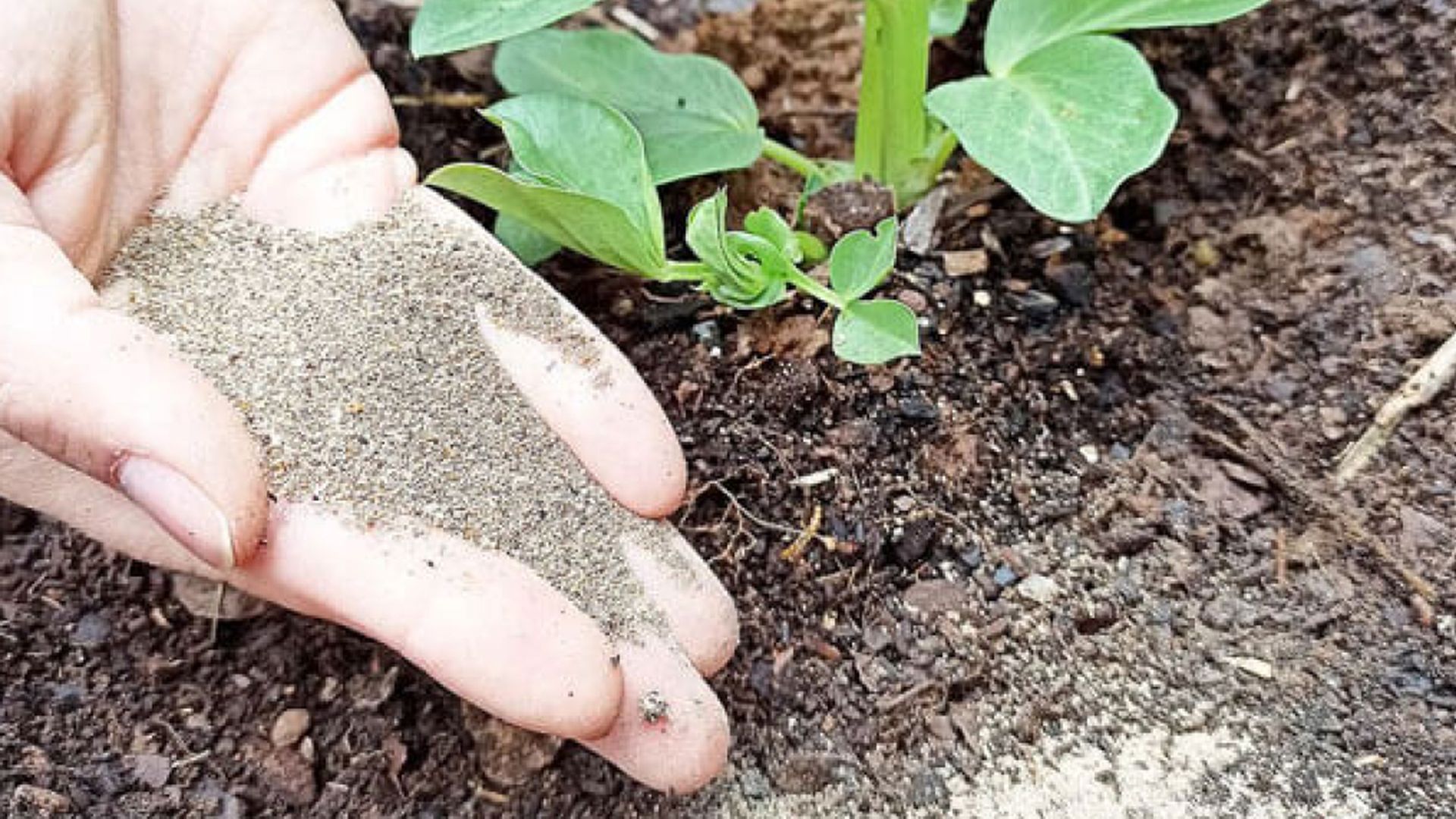 Con la mosca soldado negra se hace pienso animal, aceites y fertilizantes