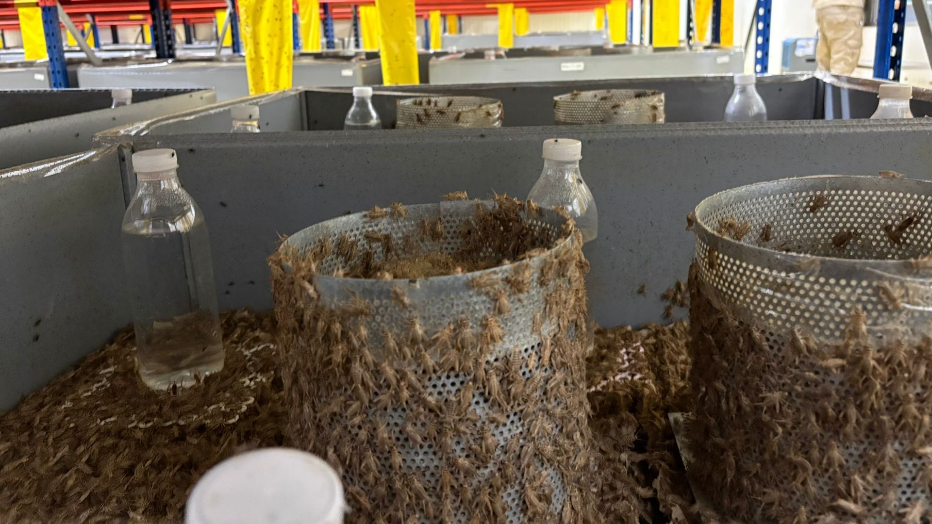 En la granja hay 20 millones de grillos que se transforman para consumo humano