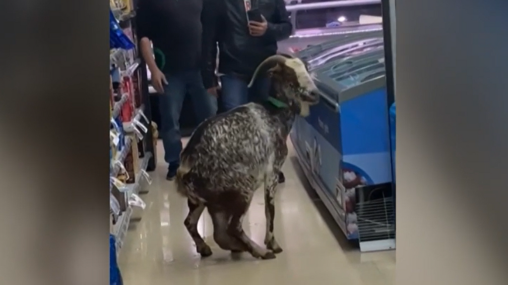 Sorpresa ante una cabra en los pasillos de un supermercado en Matadapera, Barcelona