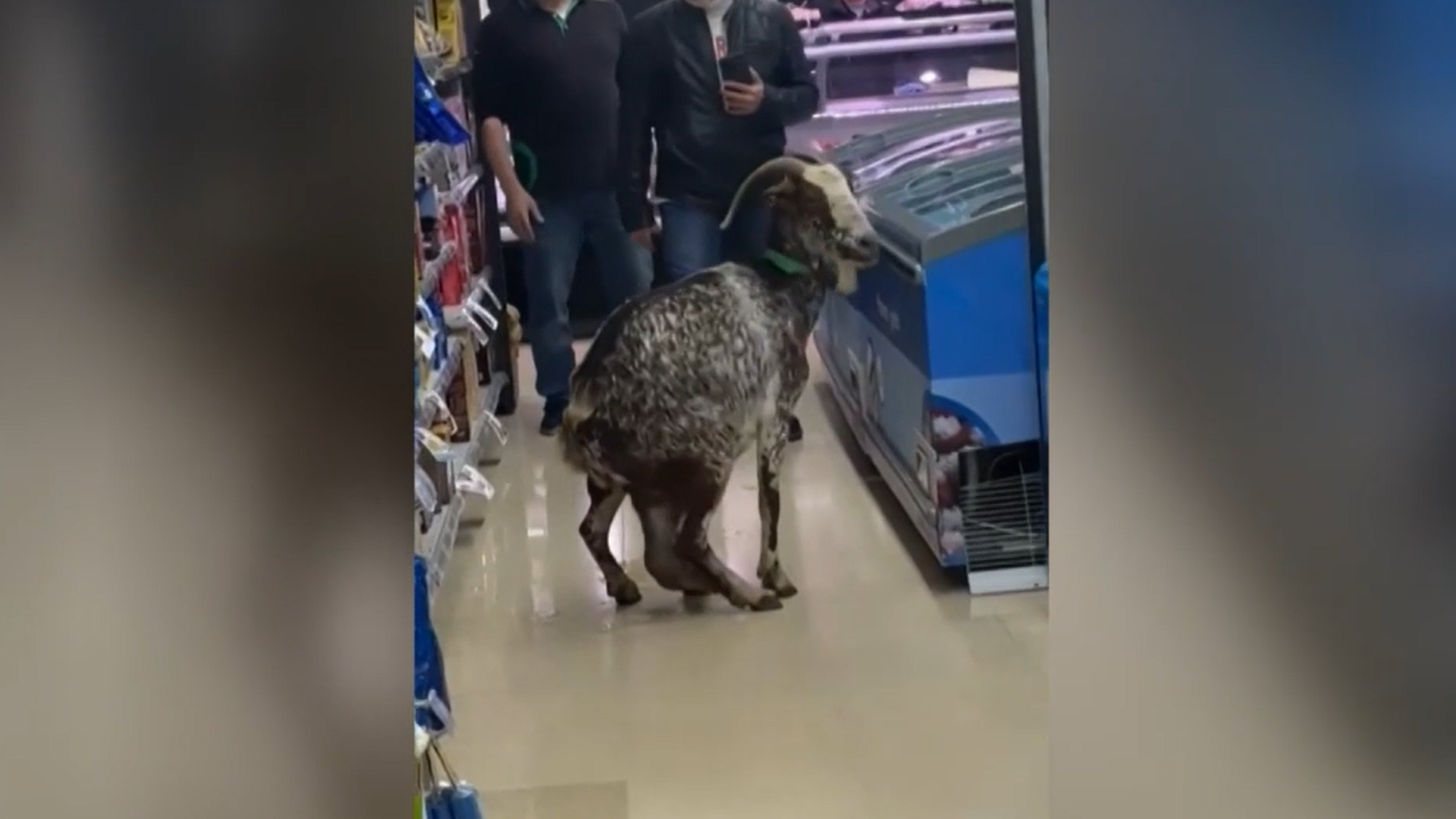 Sorpresa ante una cabra en los pasillos de un supermercado en Matadapera, Barcelona Sorpresa ante una cabra en los pasillos de un supermercado en Matadapera, Barcelona