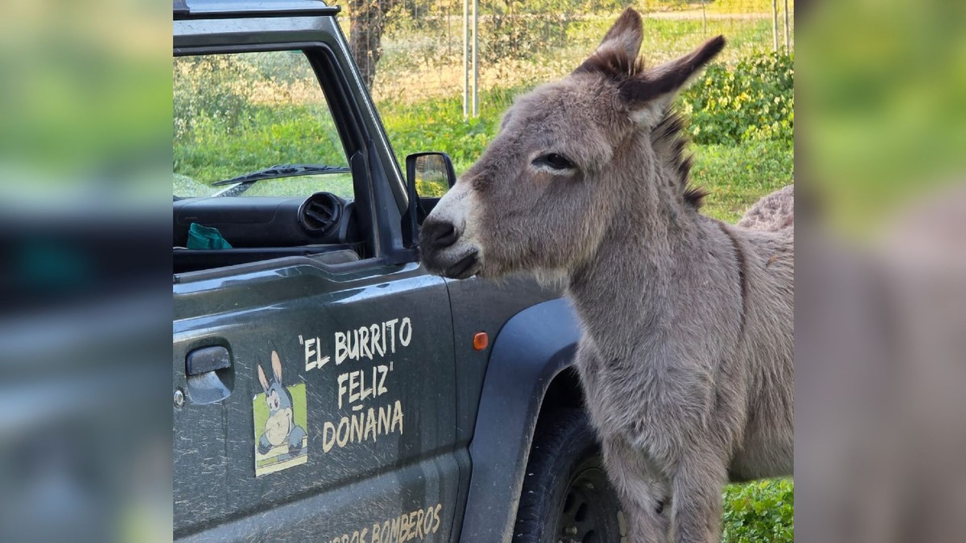Uno de los burros bomberos de Doñana Uno de los burros bomberos de Doñana
