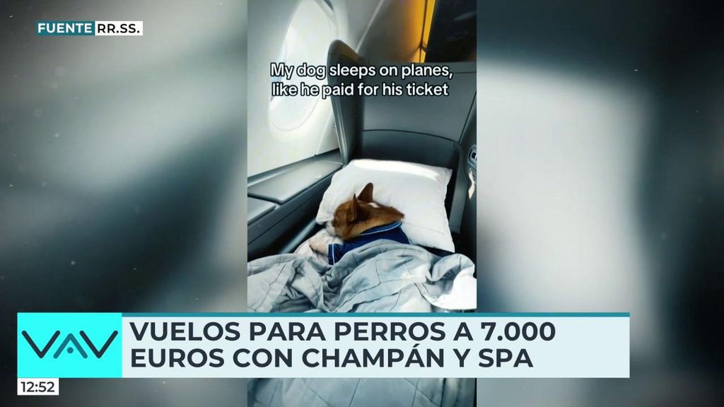 Vuelos de lujo para perros desde 7.000 euros: spa, premios y champán