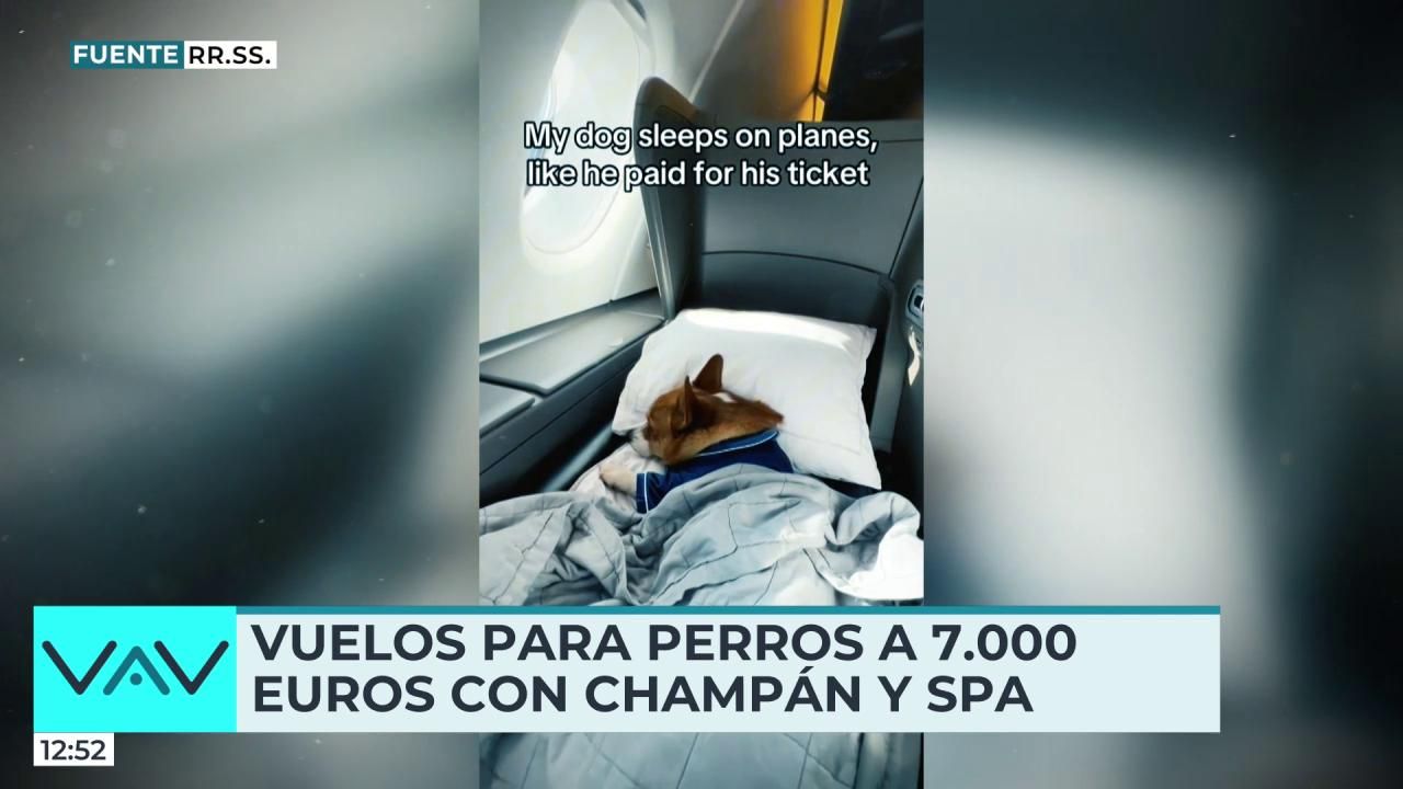 Vuelos de lujo para perros desde 7.000 euros: spa, premios y champán