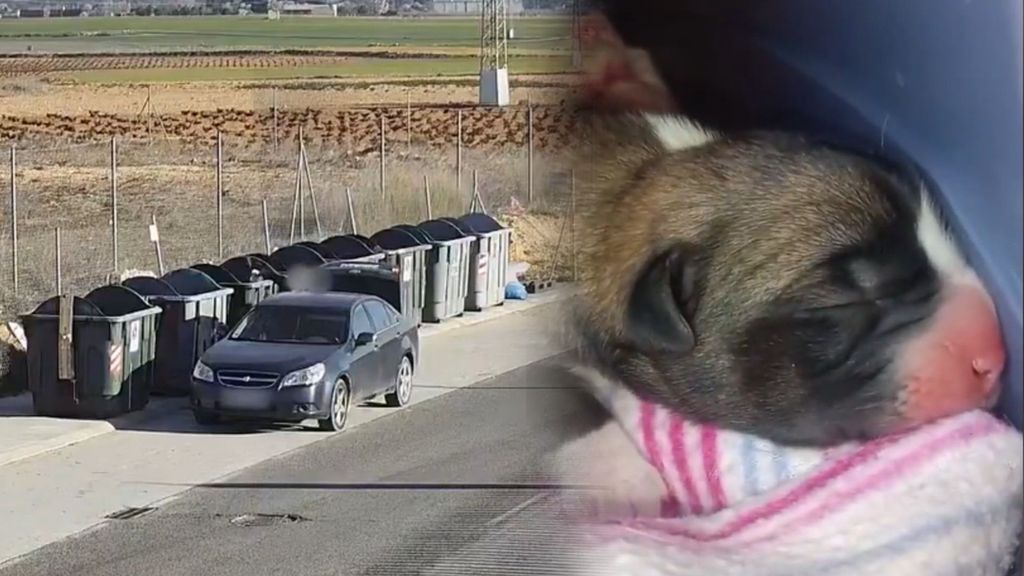Abandonan a tres cachorros en un contenedor de Albacete y huyen con el coche: la Policía ha detenido ya a dos personas