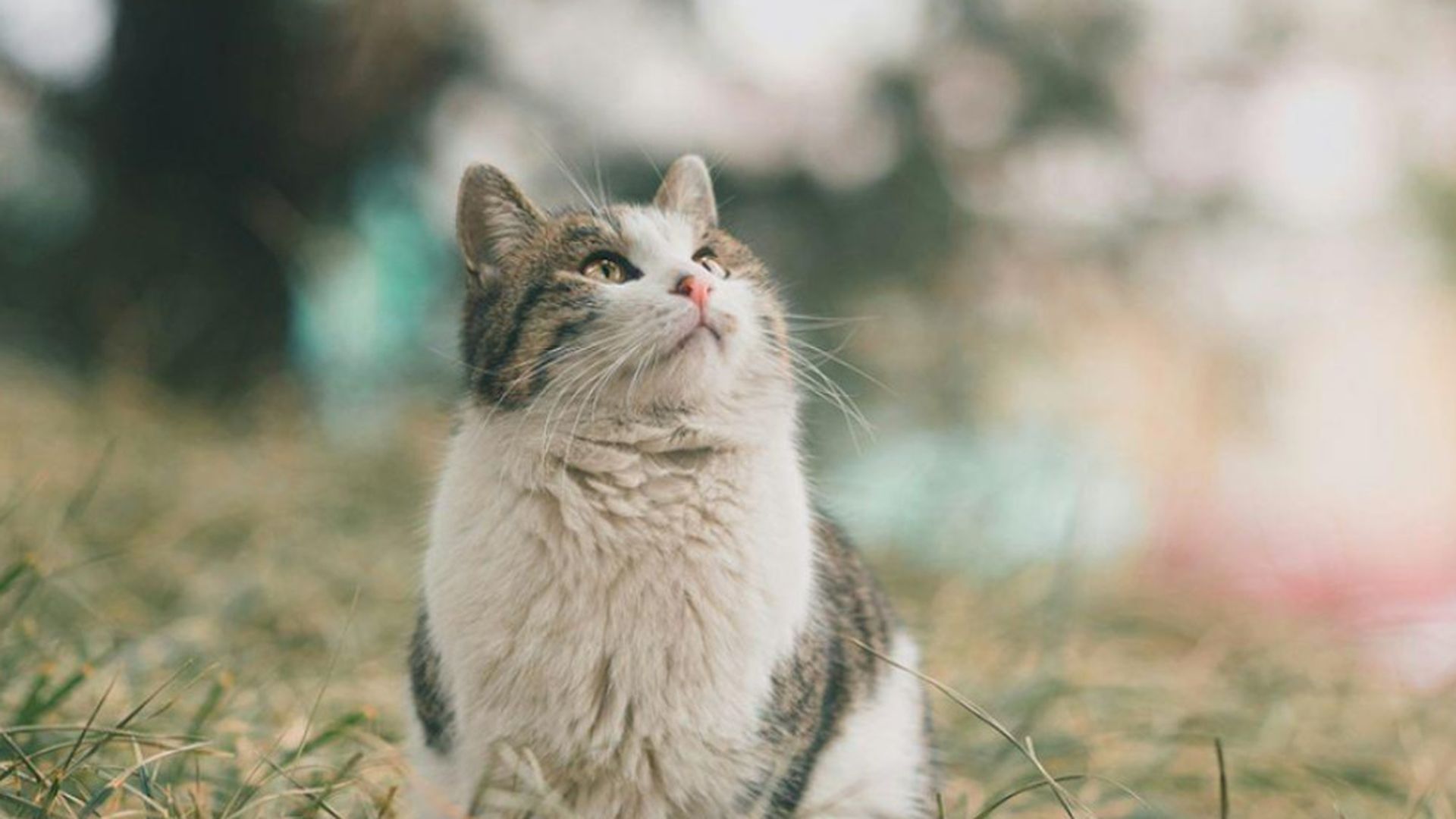 Fuera del plato: lo que la alimentación hace por el estado emocional del felino