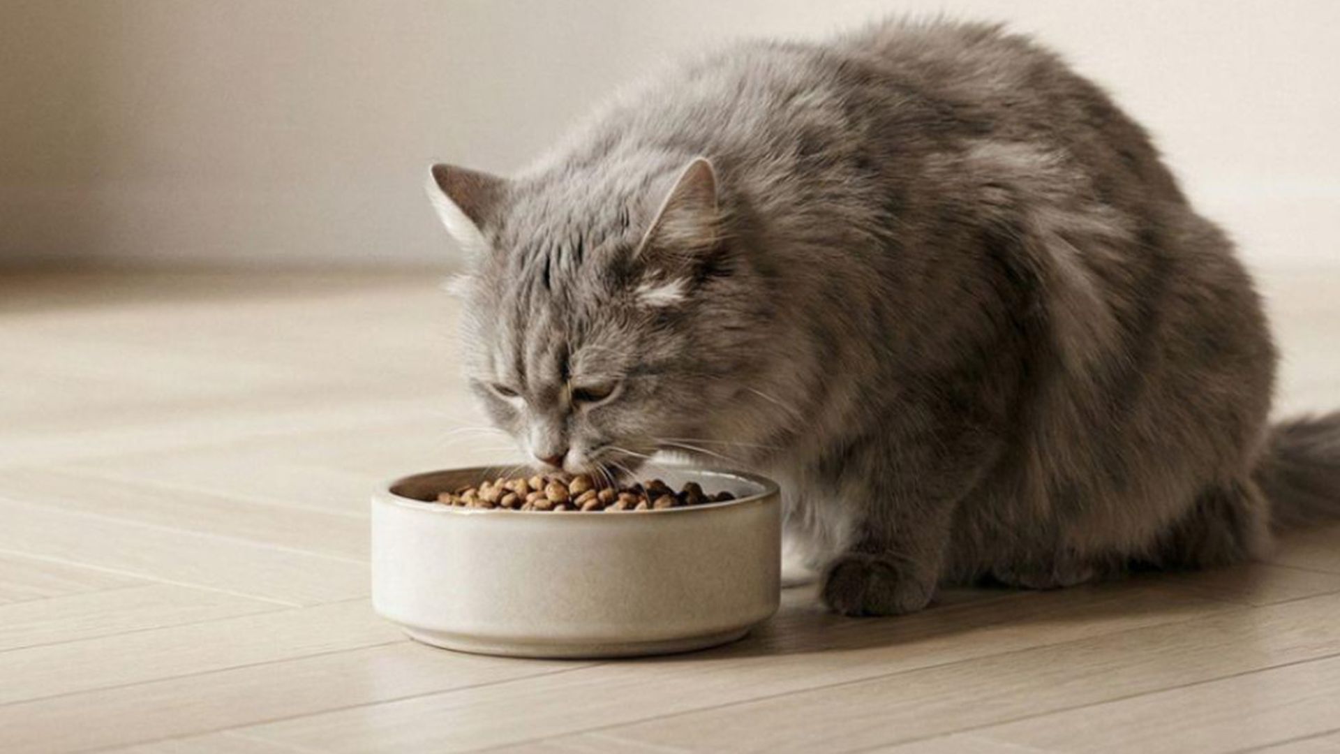 ¿Por qué cuesta tanto dar con un alimento completo que acepten?