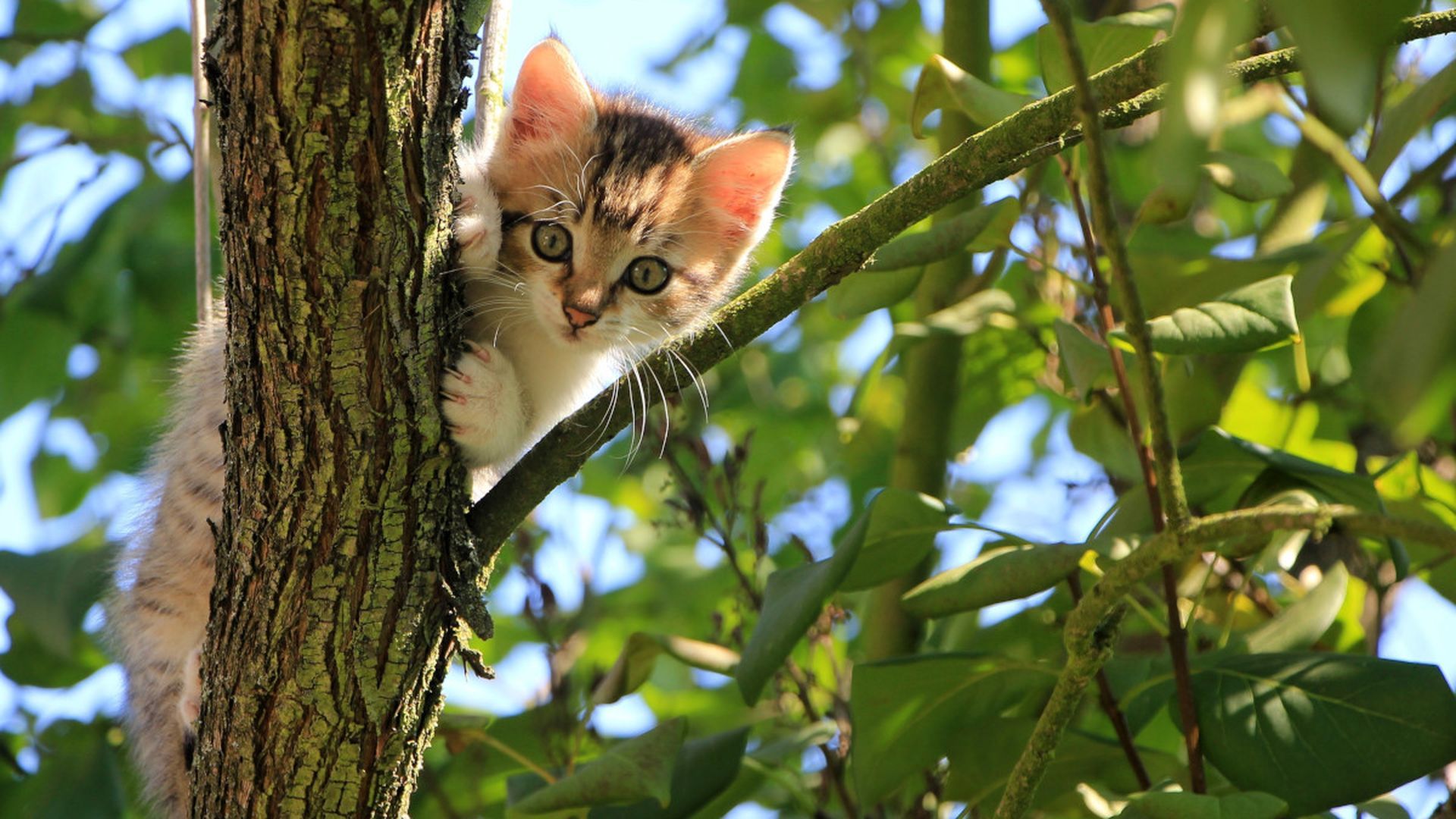 ¿Por qué tu gato rechaza su comida pero devora cualquier otra cosa? Tiene una explicación