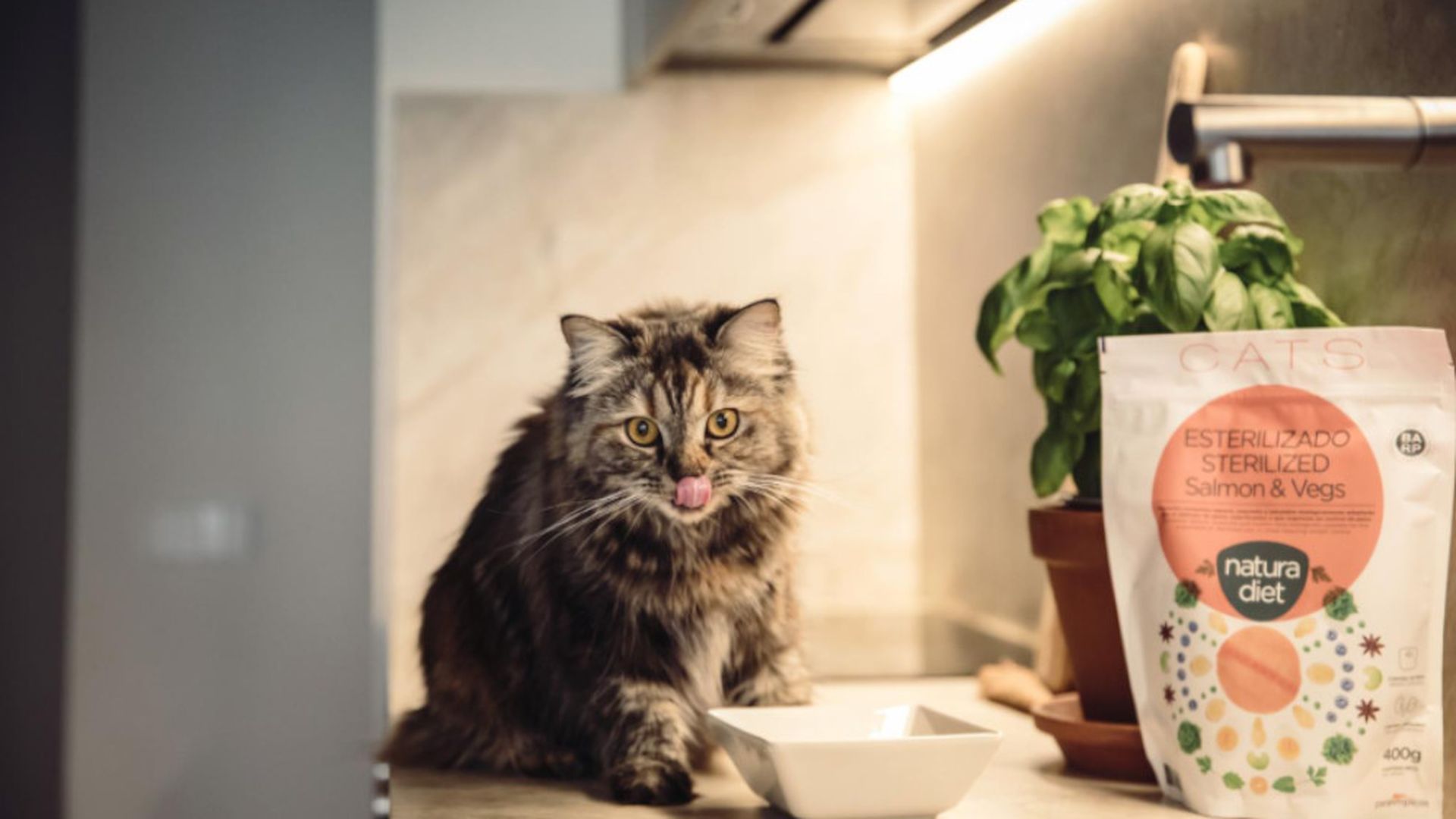 Qué debe tener sí o sí un buen alimento para gatos