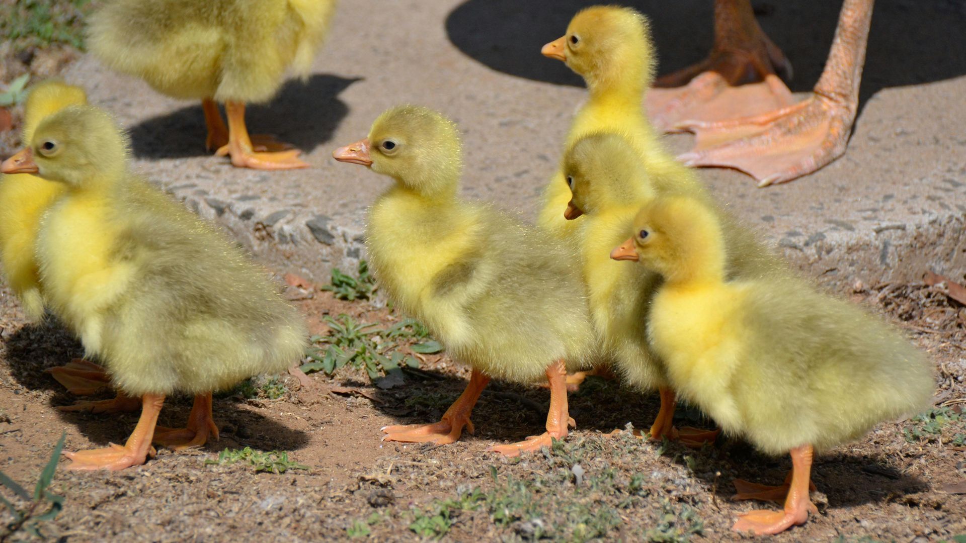 Imagen de archivo de una bandada de patos recién salidos de su cascarón Imagen de archivo de una bandada de patos recién salidos de su cascarón