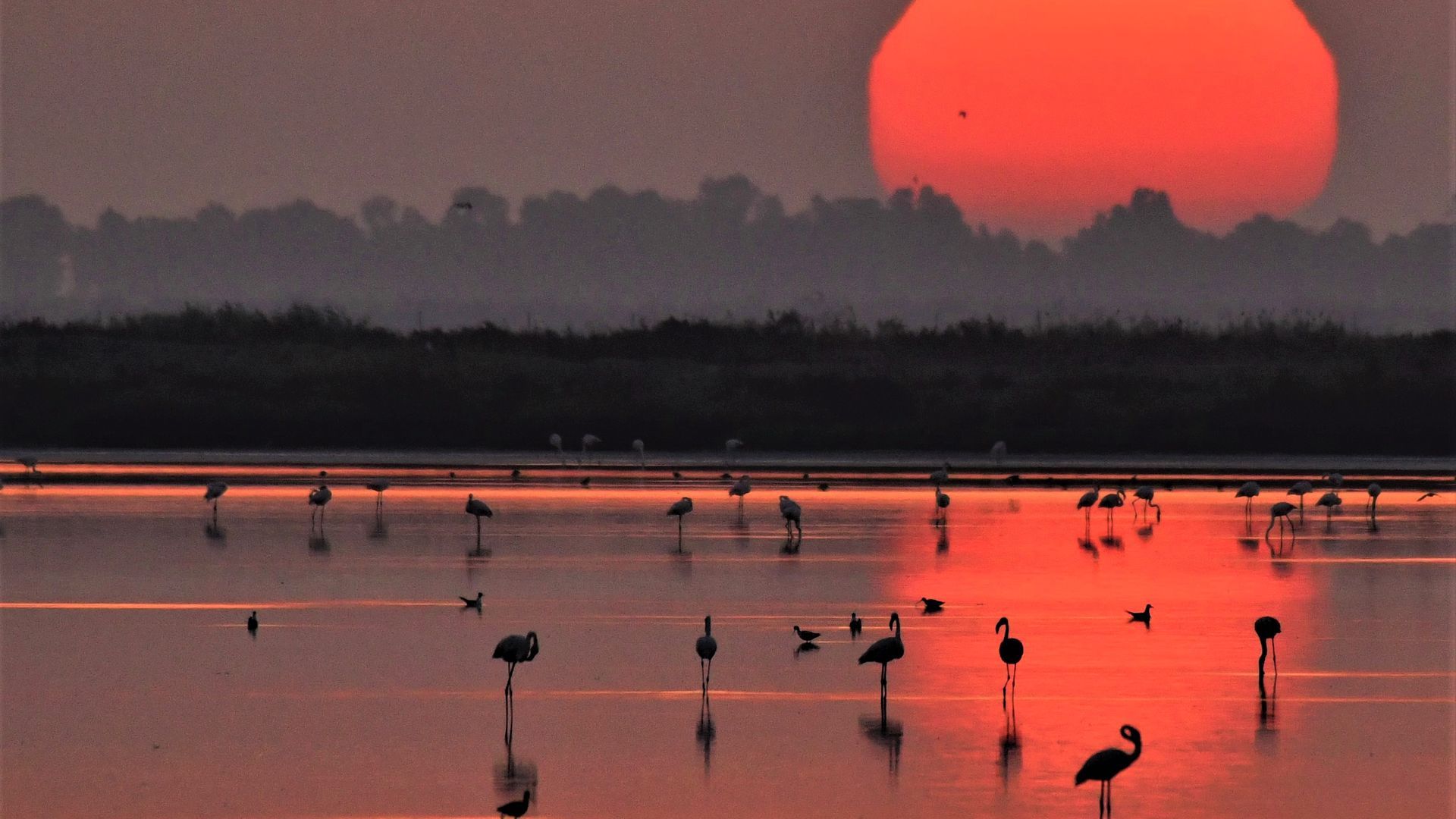 Doñana Carlos Romero