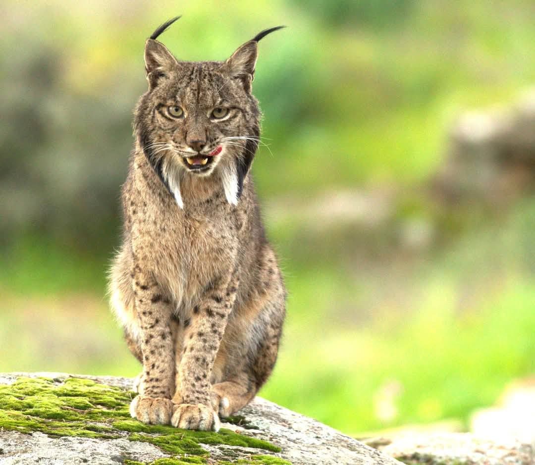 Lince Carlos Romero (4)