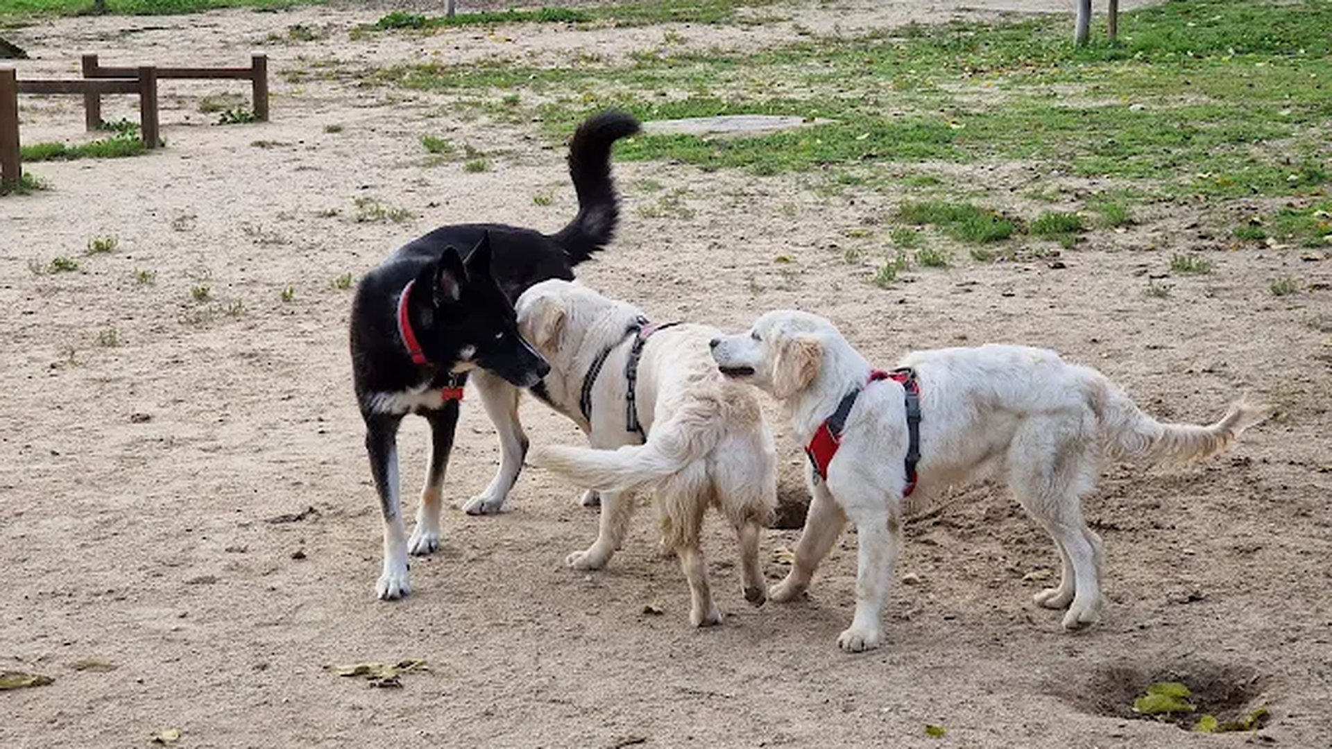 Unos perros jugando en un parque canino de Barajas