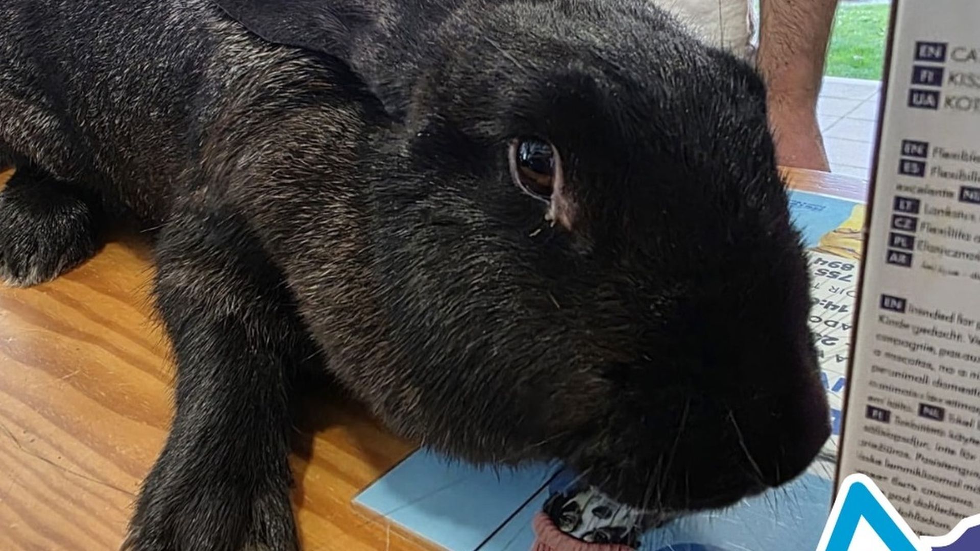 Desde el refugio de Cambados piden ayuda para localizar a los dueños de una coneja aparecida en la calle Desde el refugio de Cambados piden ayuda para localizar a los dueños de una coneja aparecida en la calle