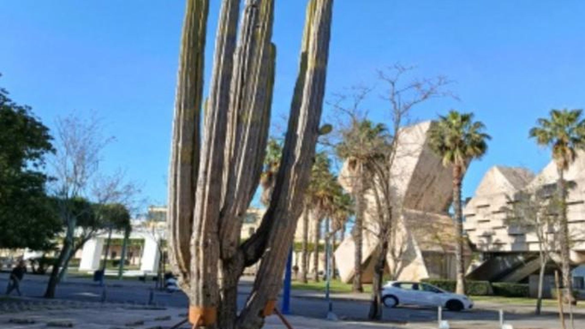 Foto del cactus de la Expo 92 de Sevilla
