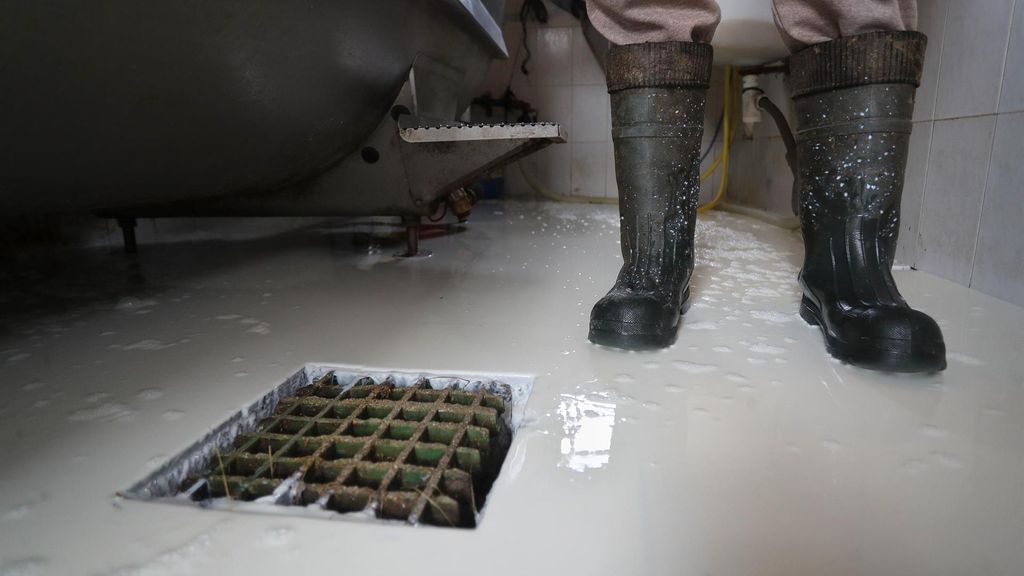 Cuatro ganaderos de Ribadeo se han quedado sin nadie a quien vender la leche