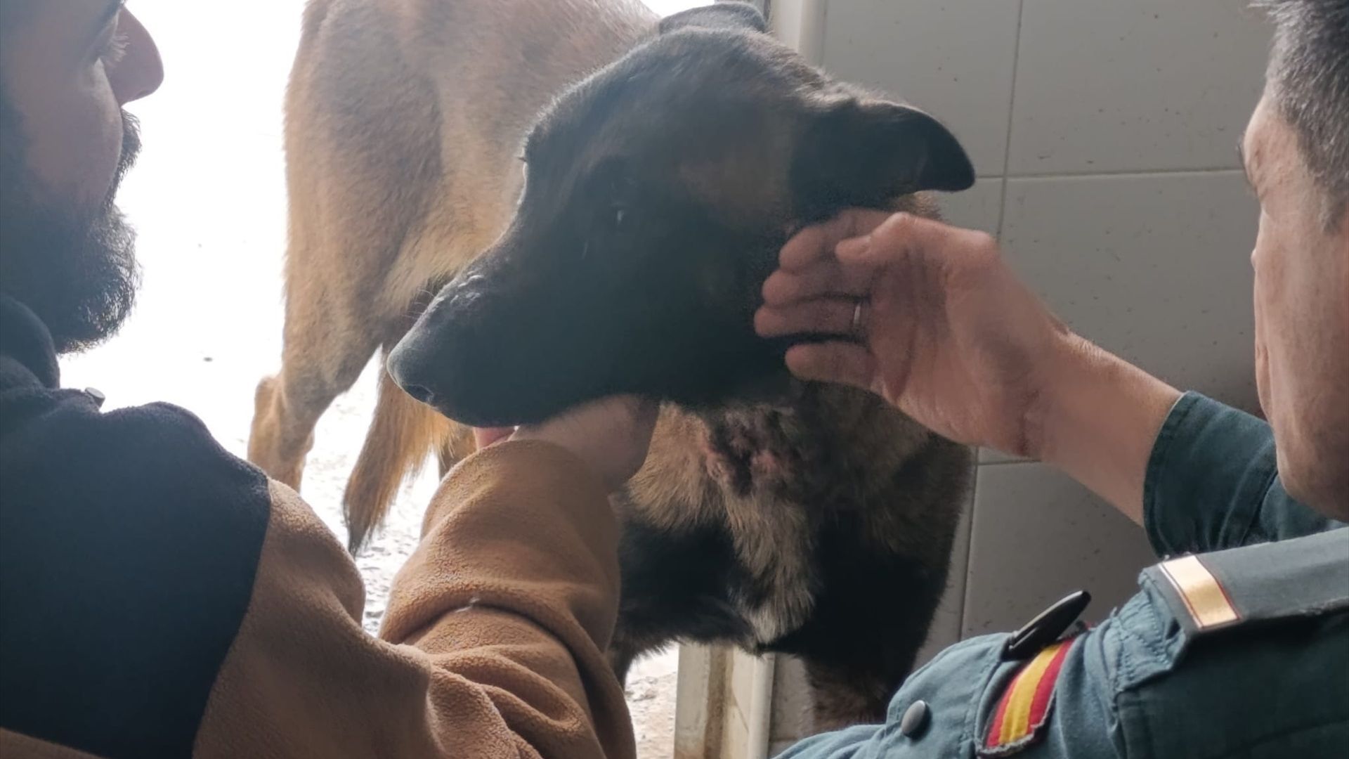 EuropaPress_7290829_imagen_perro_cuya_duena_siendo_investigada_maltrato_animal