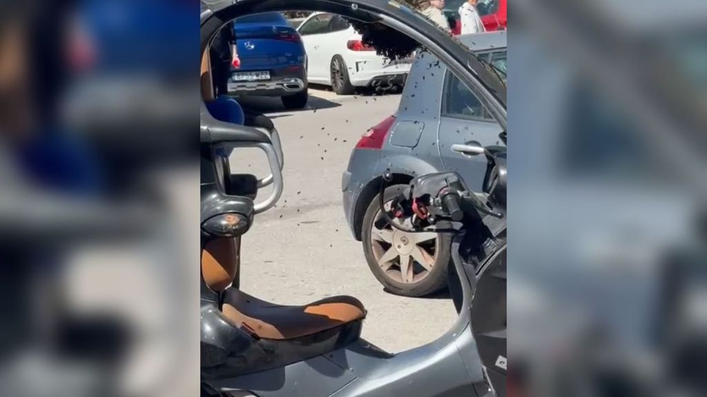 Un enjambre de abejas invade una moto en Alicante