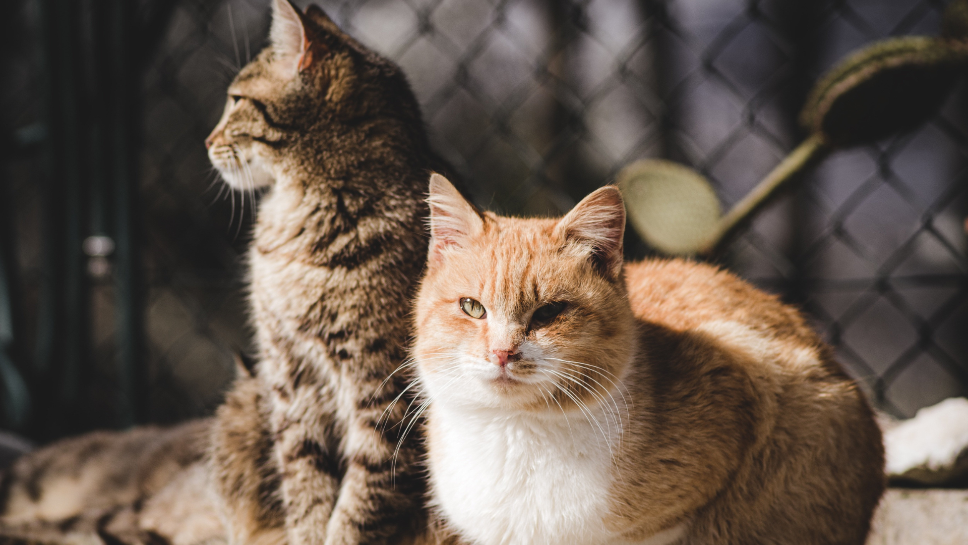 La ley no marca un fondo único ni obligatorio