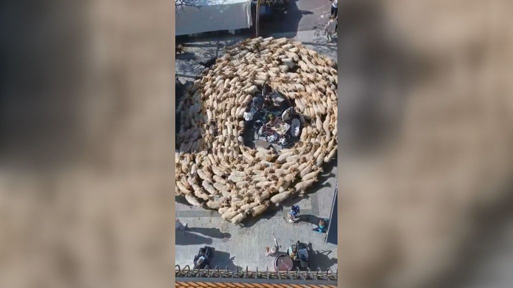 Momento en el que cientos de ovejas rodean las mesas de una terraza cuando se celebraba el Artzain Eguna en Ordizia