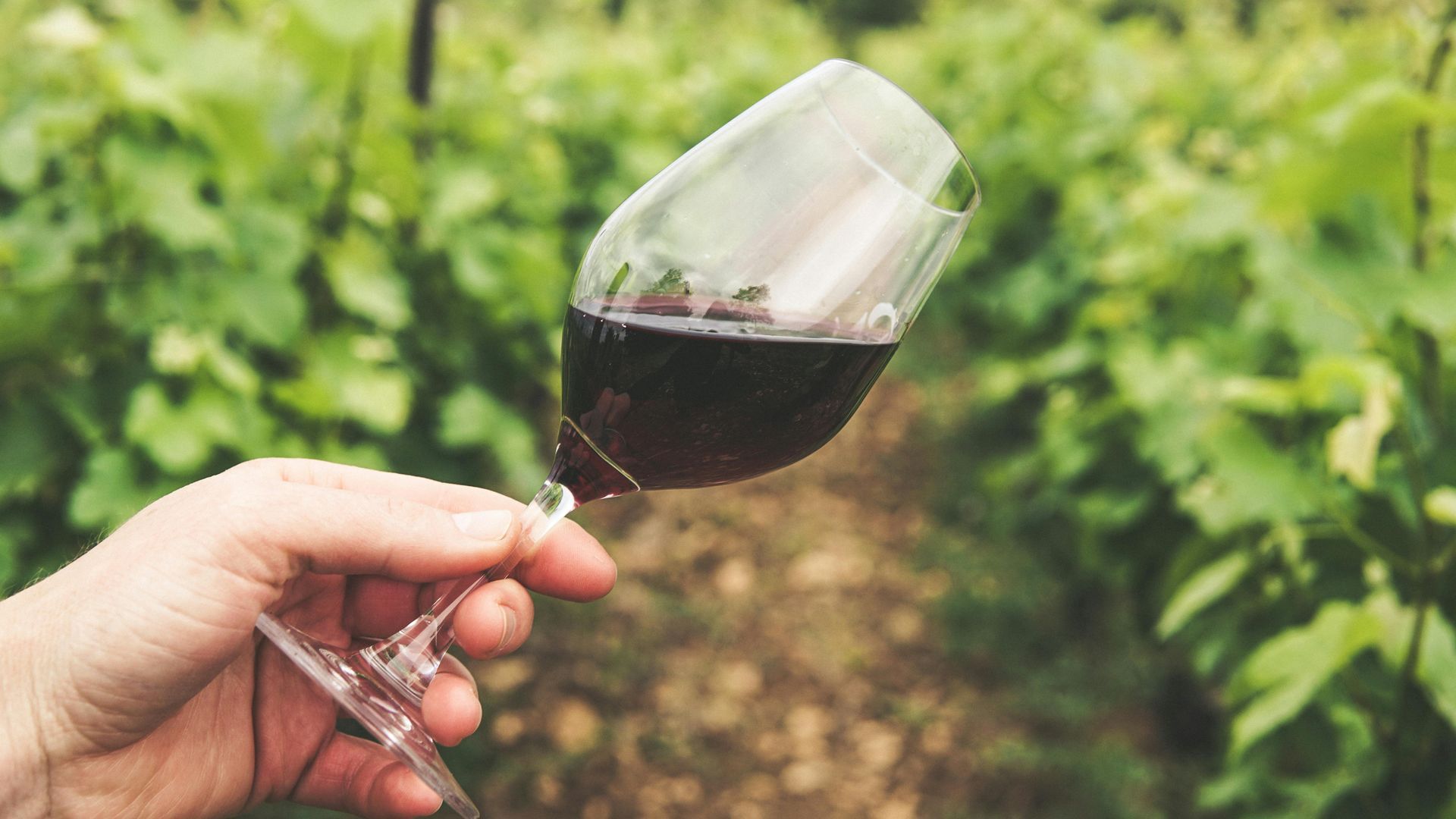 Una copa de vino tinto