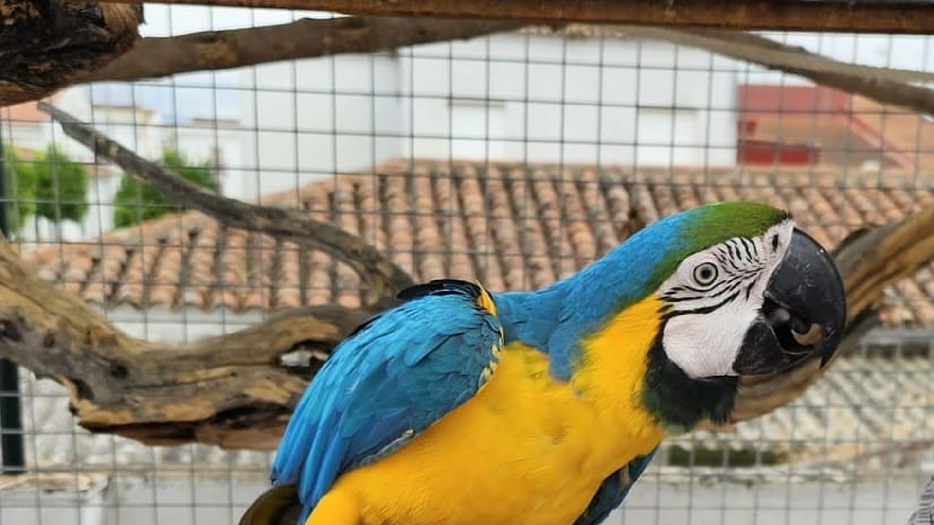 Currito descansa tranquilo en casa