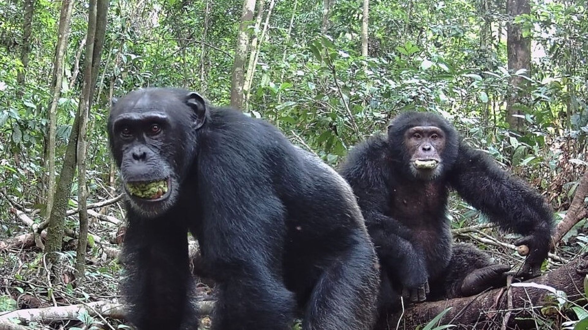 Dos chimpancés machos en Costa de Marfil Dos chimpancés machos en Costa de Marfil