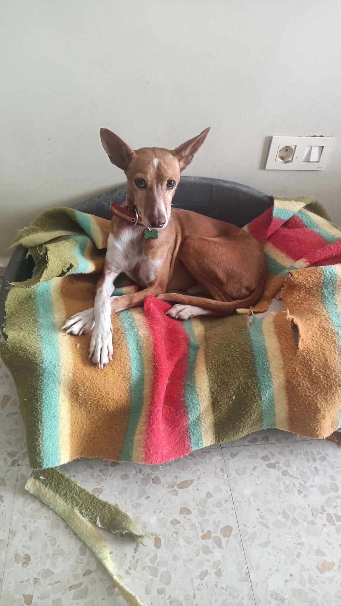 Edén descansando tras su rescate