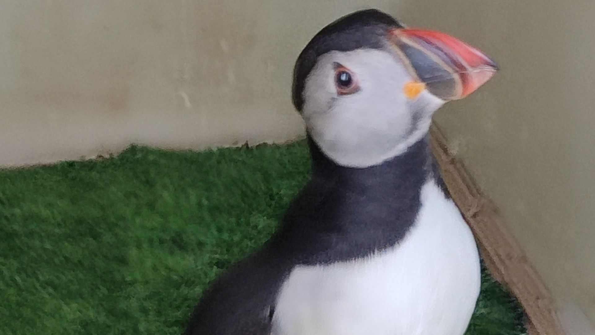 El frailecillo recuperado es un macho adulto