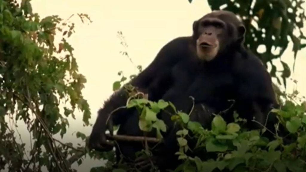 La guerra de los simios en Uganda es real: "La polarización y la falta de líderes, clave"