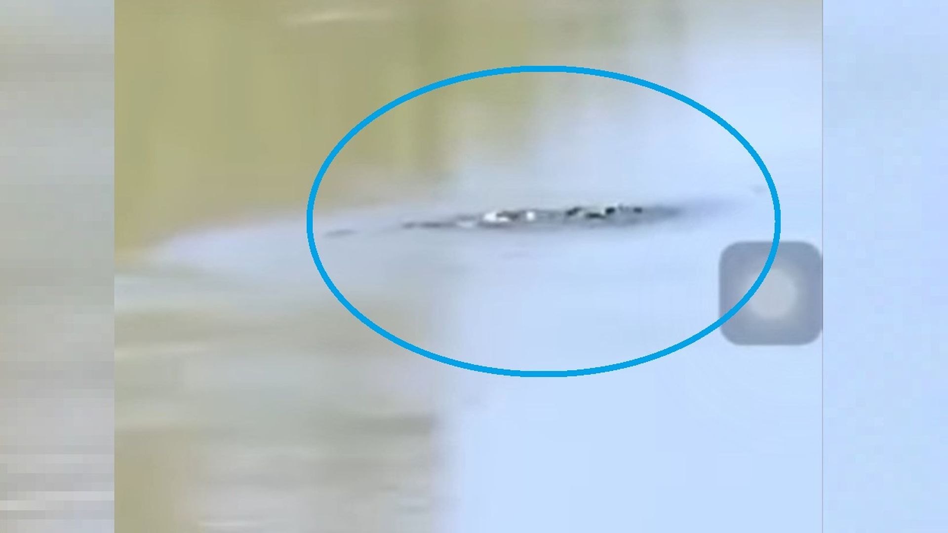 La presencia de un caimán pone en alerta a Aranjuez: el vídeo en el que un misterioso animal cruzando el río Tajo La presencia de un caimán pone en alerta a Aranjuez: el vídeo en el que un misterioso animal cruzando el río Tajo