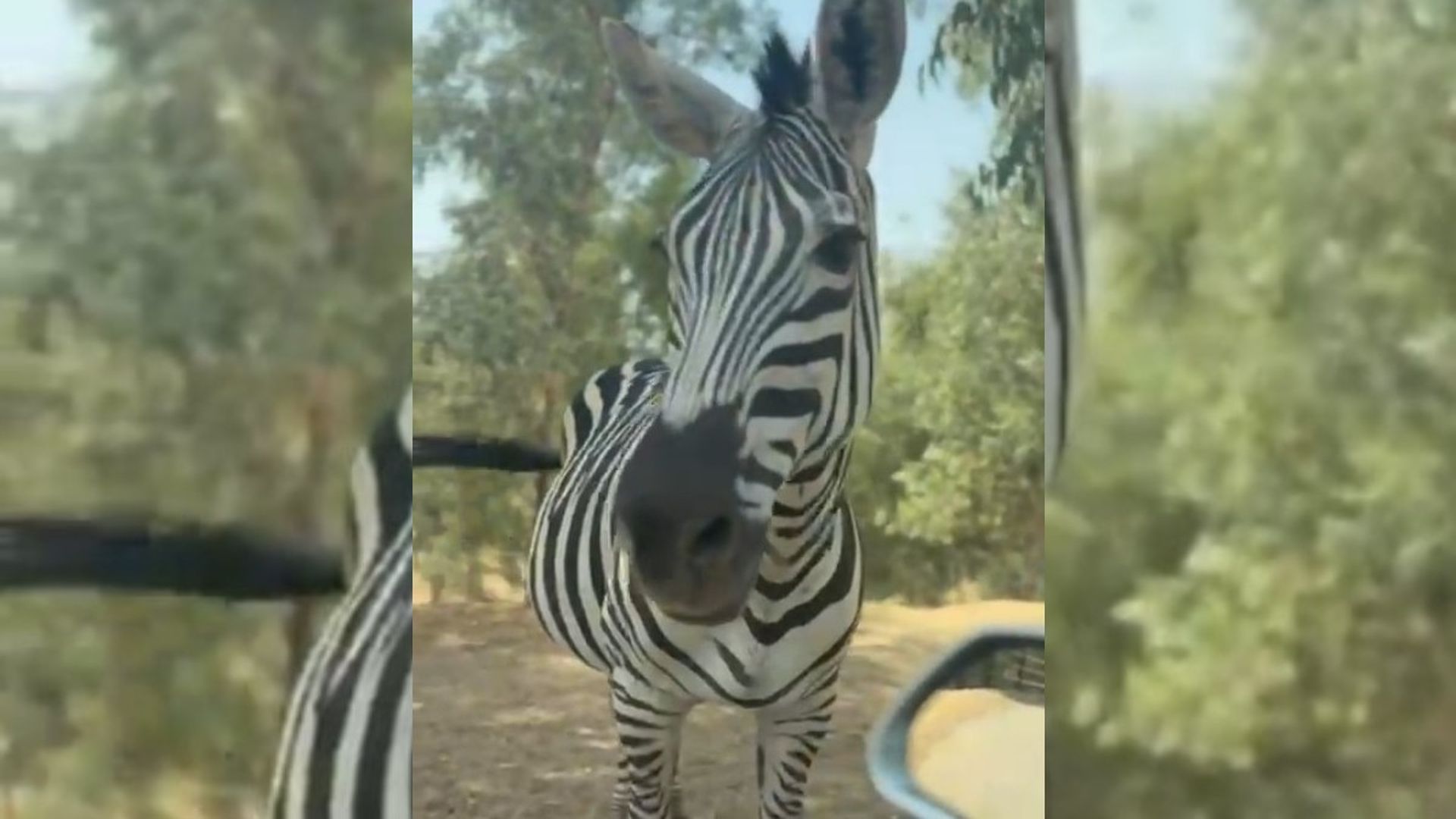 La reserva natural del castillo de las Guardas aparta a los animales de tráfico tras detectarse conductas incívicas