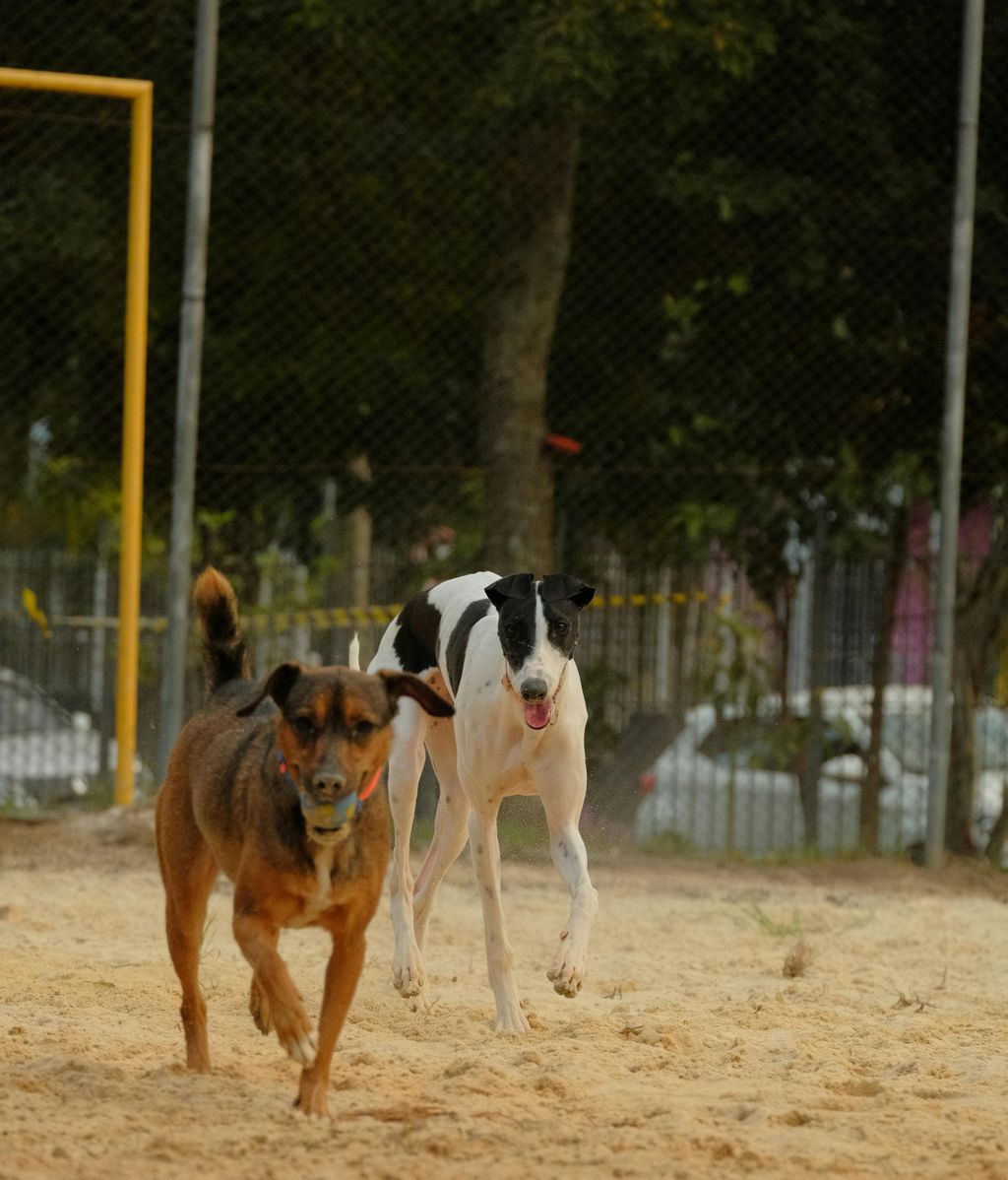 Perros jugando en un parque de perros