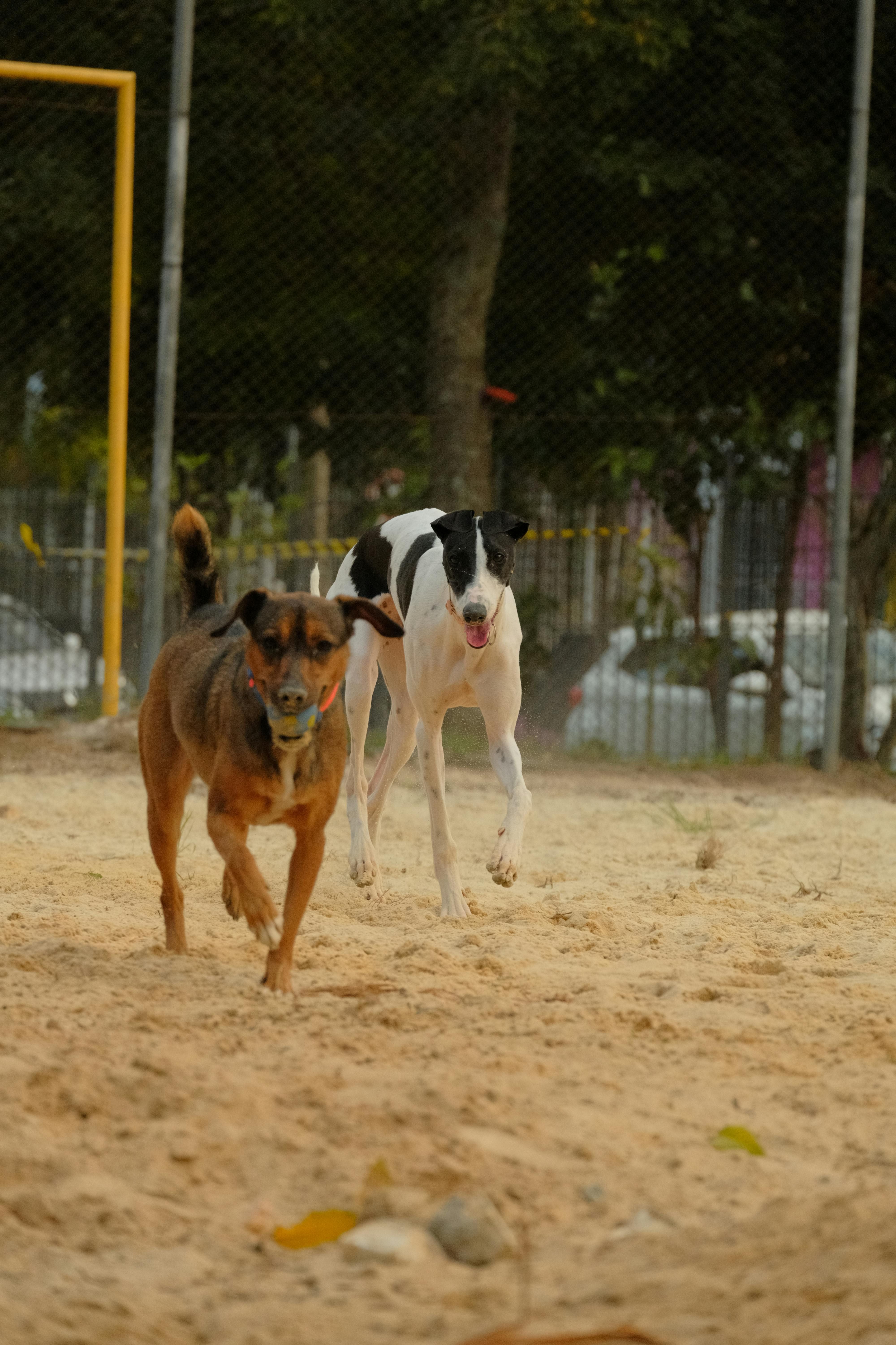 Perros jugando en un parque de perros
