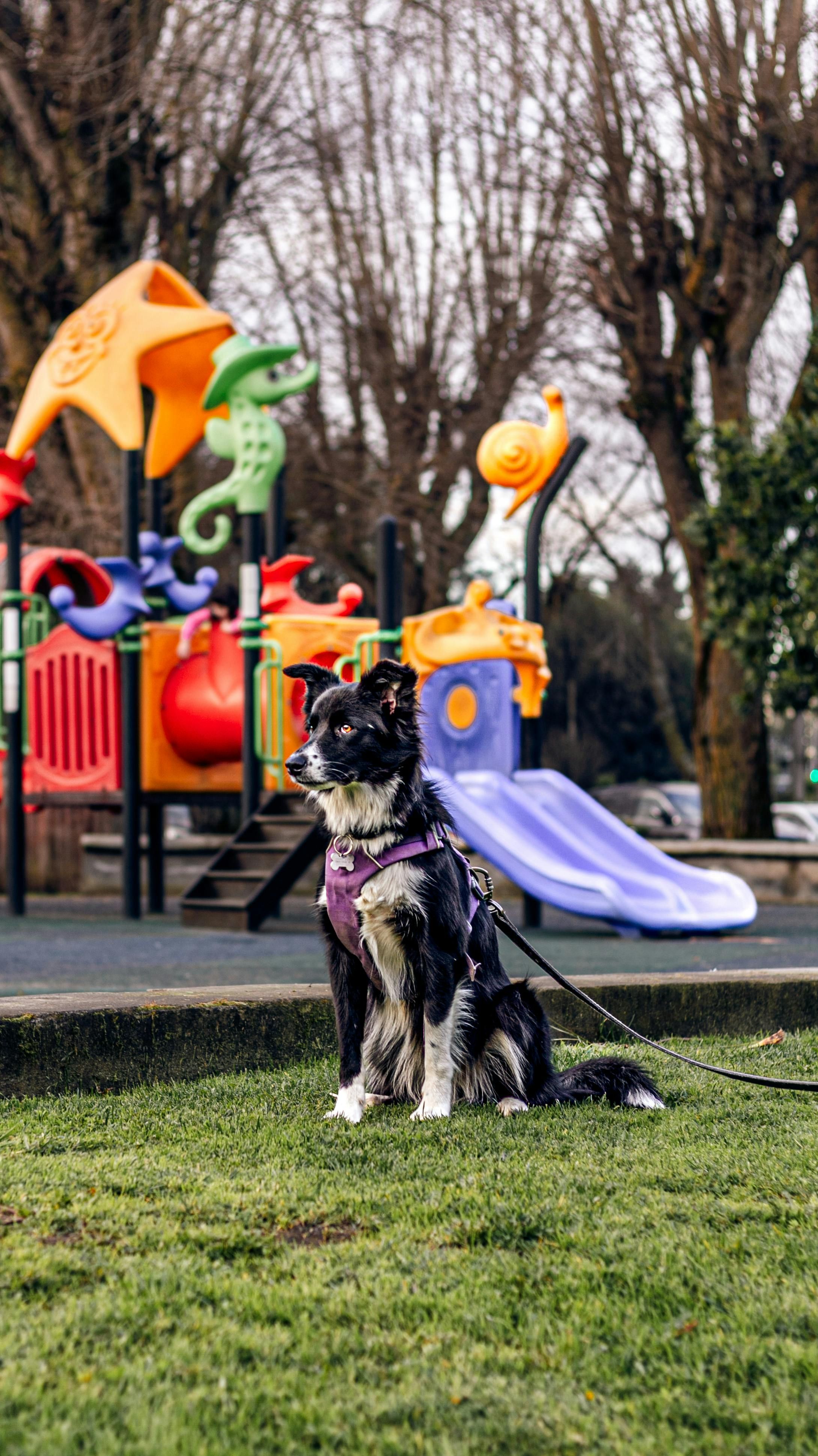 Un perro en un parque