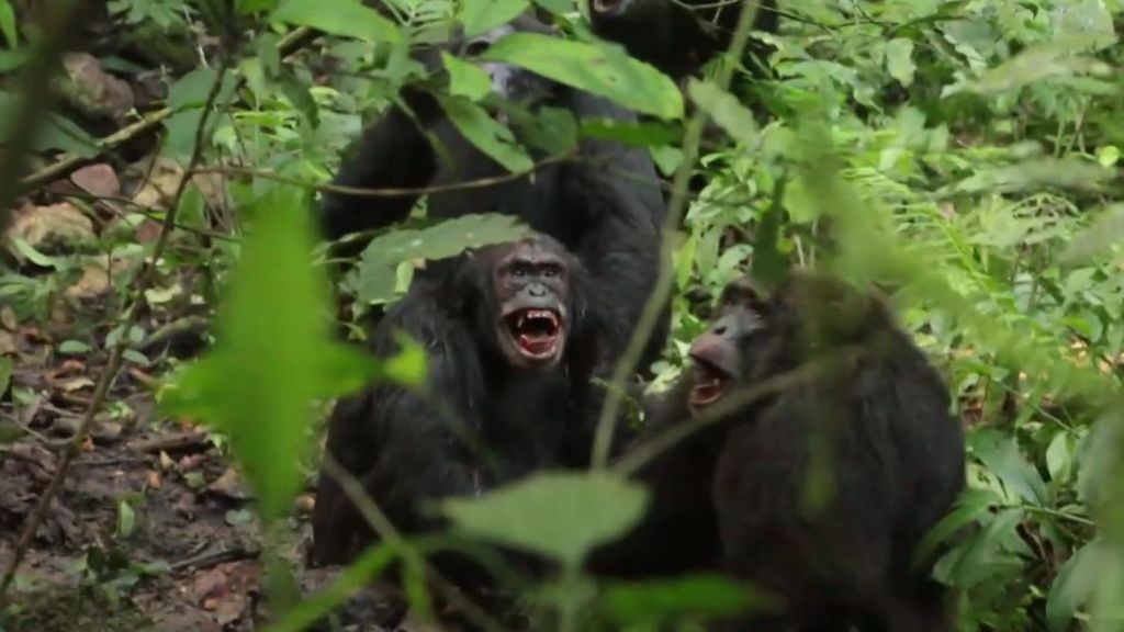 Una 'guerra civil' entre dos grupos de chimpancés de Uganda acaba en masacre