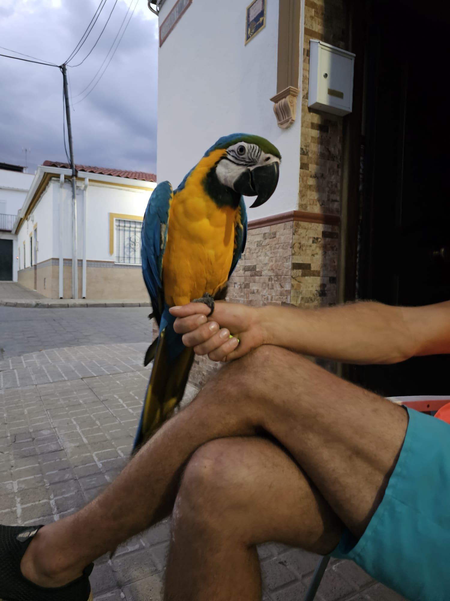 Currito el Guacamayo