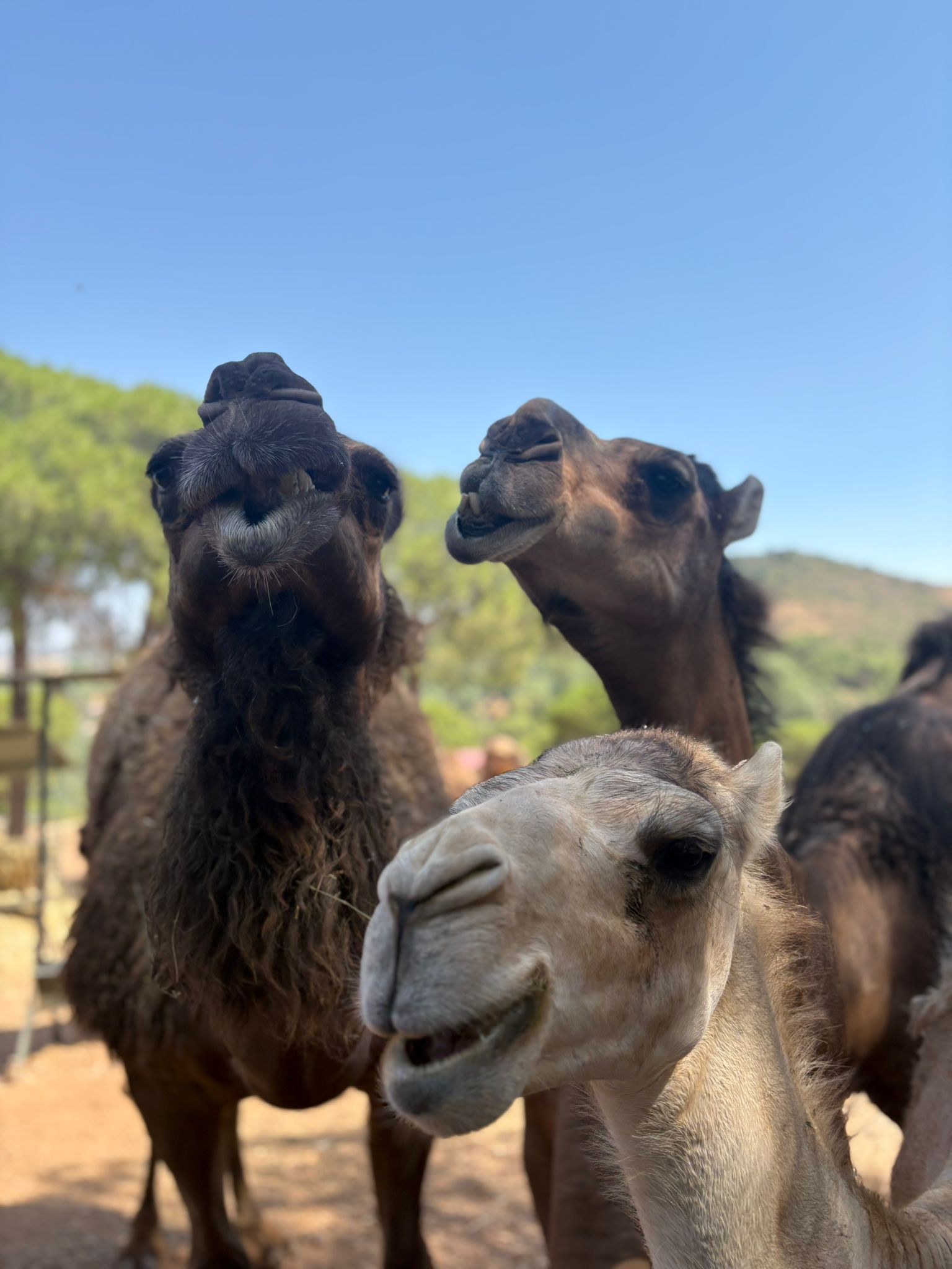 Camellos en la reserva Natural