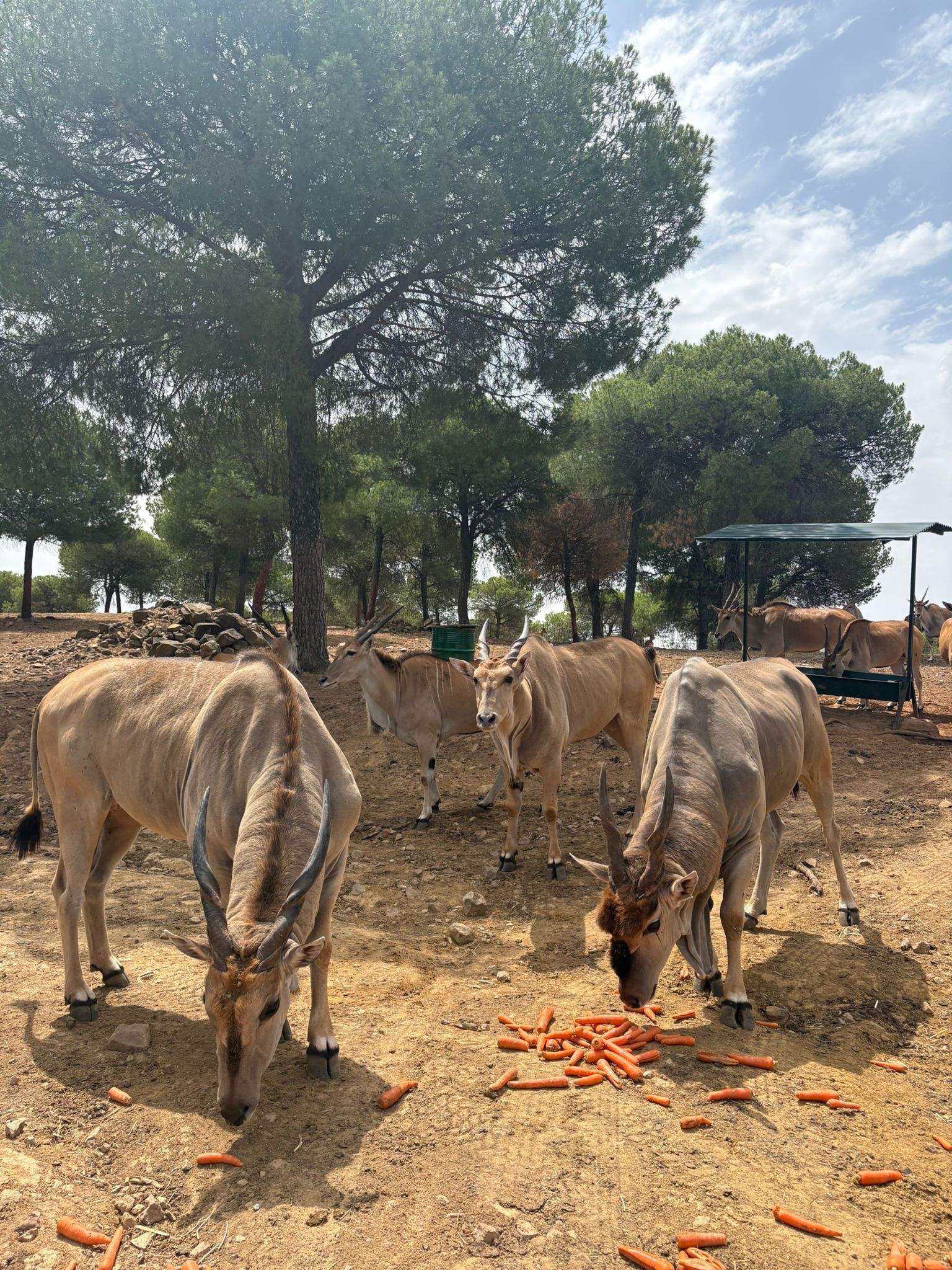 animales en la Reserva