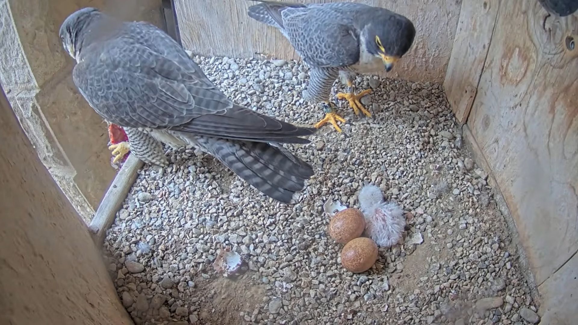 En la Sagrada Familia han nacido 54 polluelos desde 2005