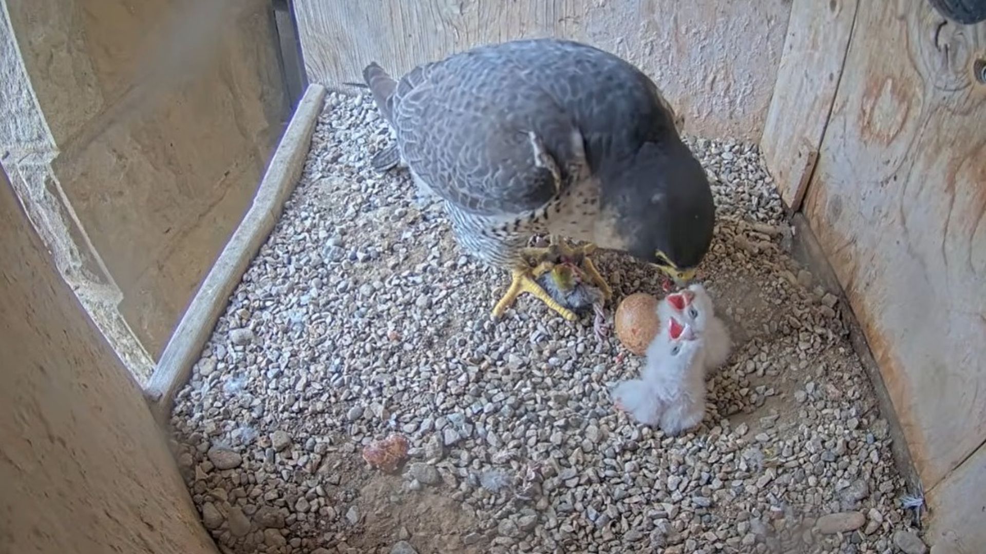 Las dos crías de halcón peregrino de la Sagrada Familia