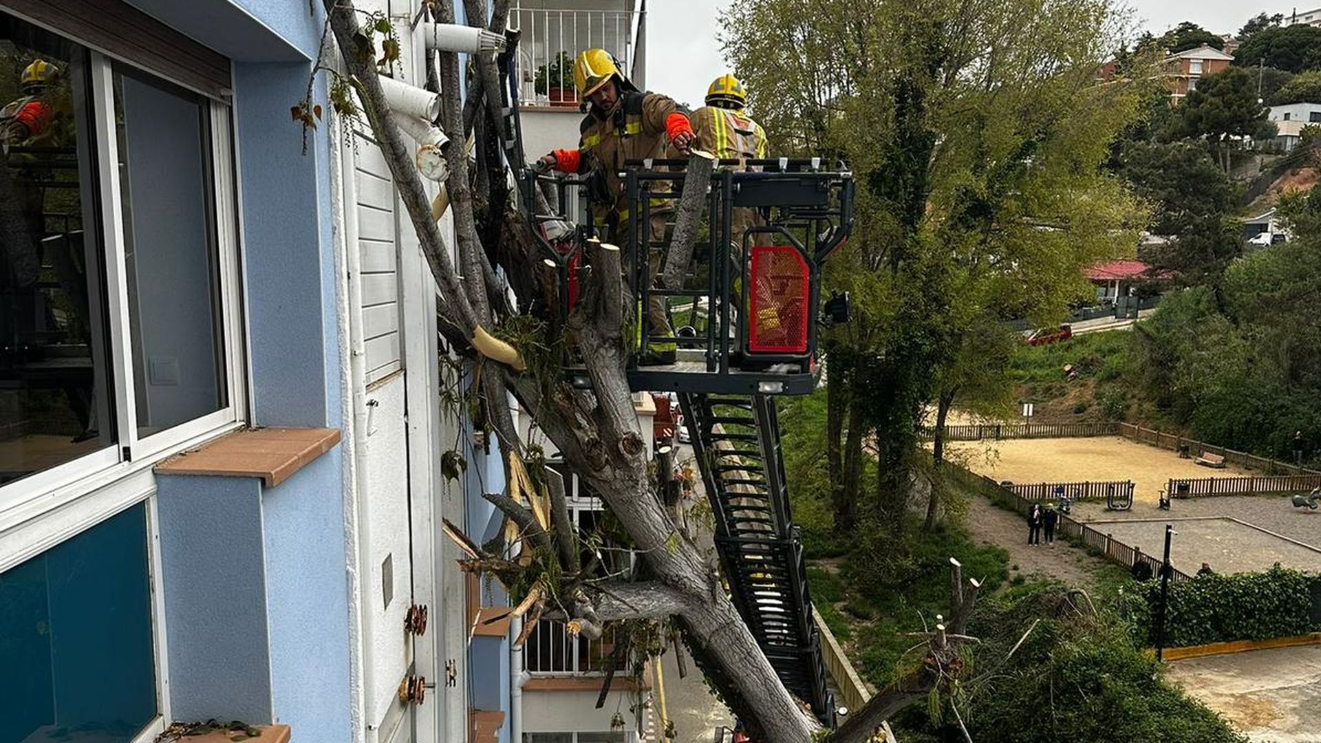 Los bomberos cortaron el árbol apoyado en la fachada Los bomberos cortaron el árbol apoyado en la fachada