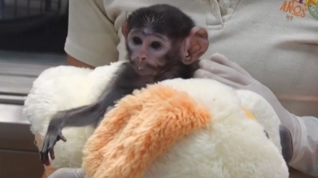 Aparece otro "mono Punch" en México