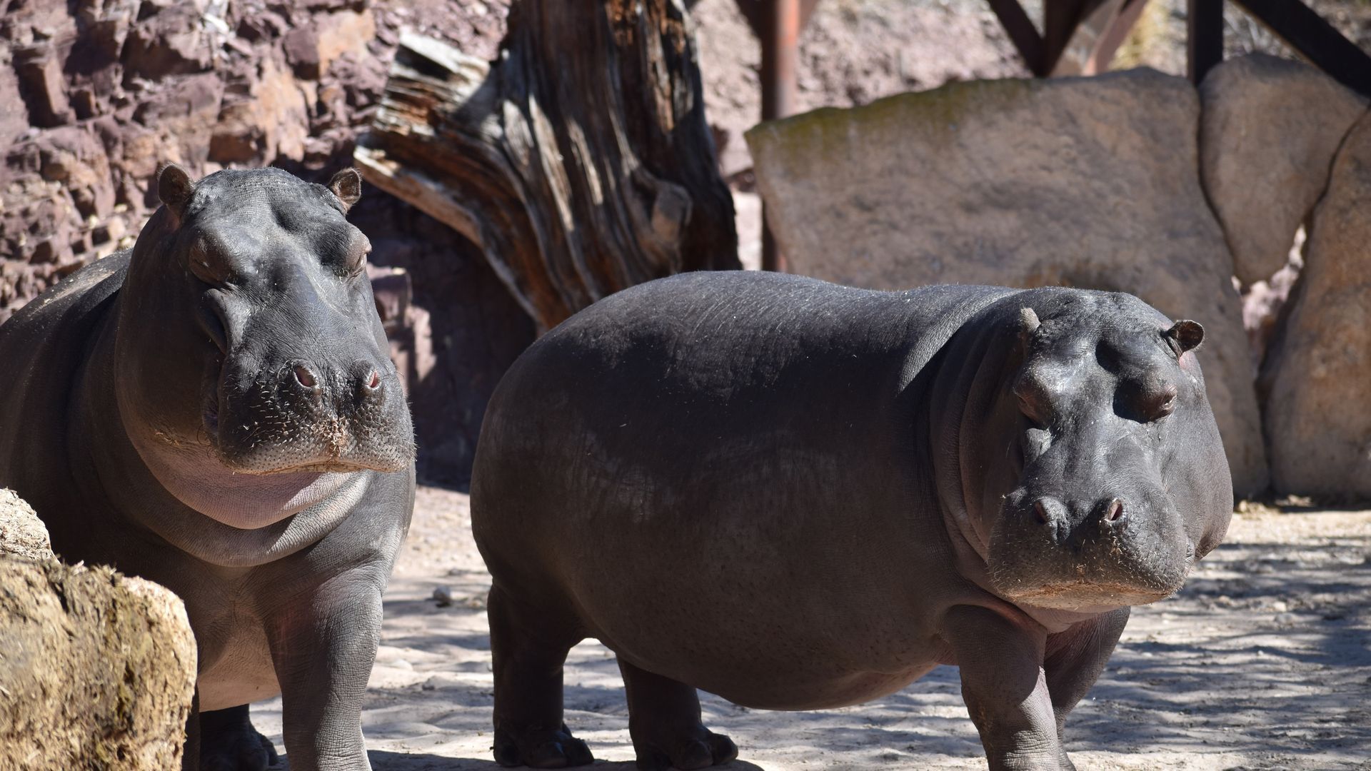 Colombia sacrificará los 80 hipopótamos de Pablo Escobar: tenía cuatro en su zoológico privado Colombia sacrificará los 80 hipopótamos de Pablo Escobar: tenía cuatro en su zoológico privado